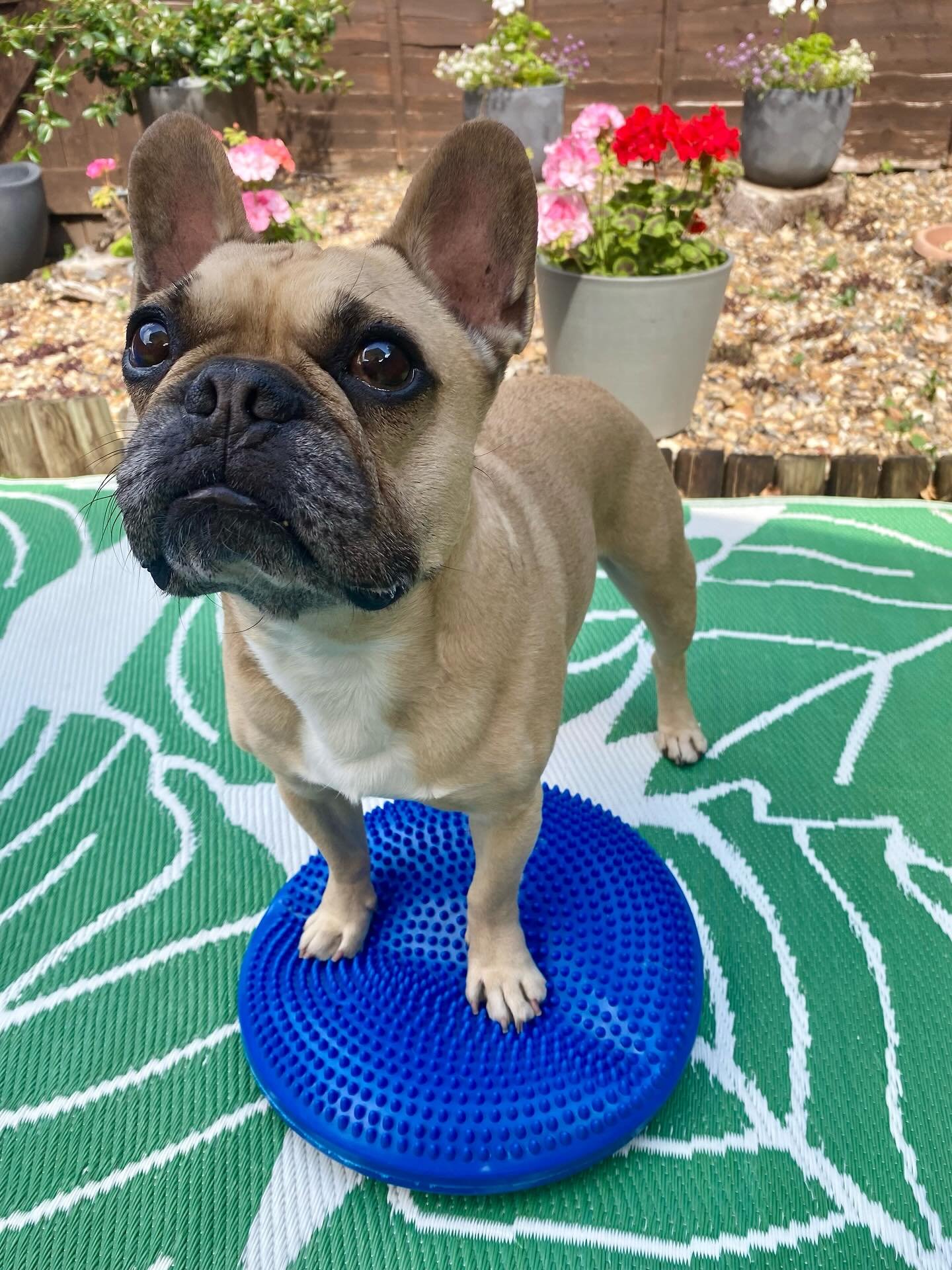 A month on from Albert&rsquo;s first physio session with the wonderful Lucy from @lucywalshvetphysio and I am so pleased to hear that our homework has been paying off!

Albs has increased his muscle mass in his back end as a result of the exercises L