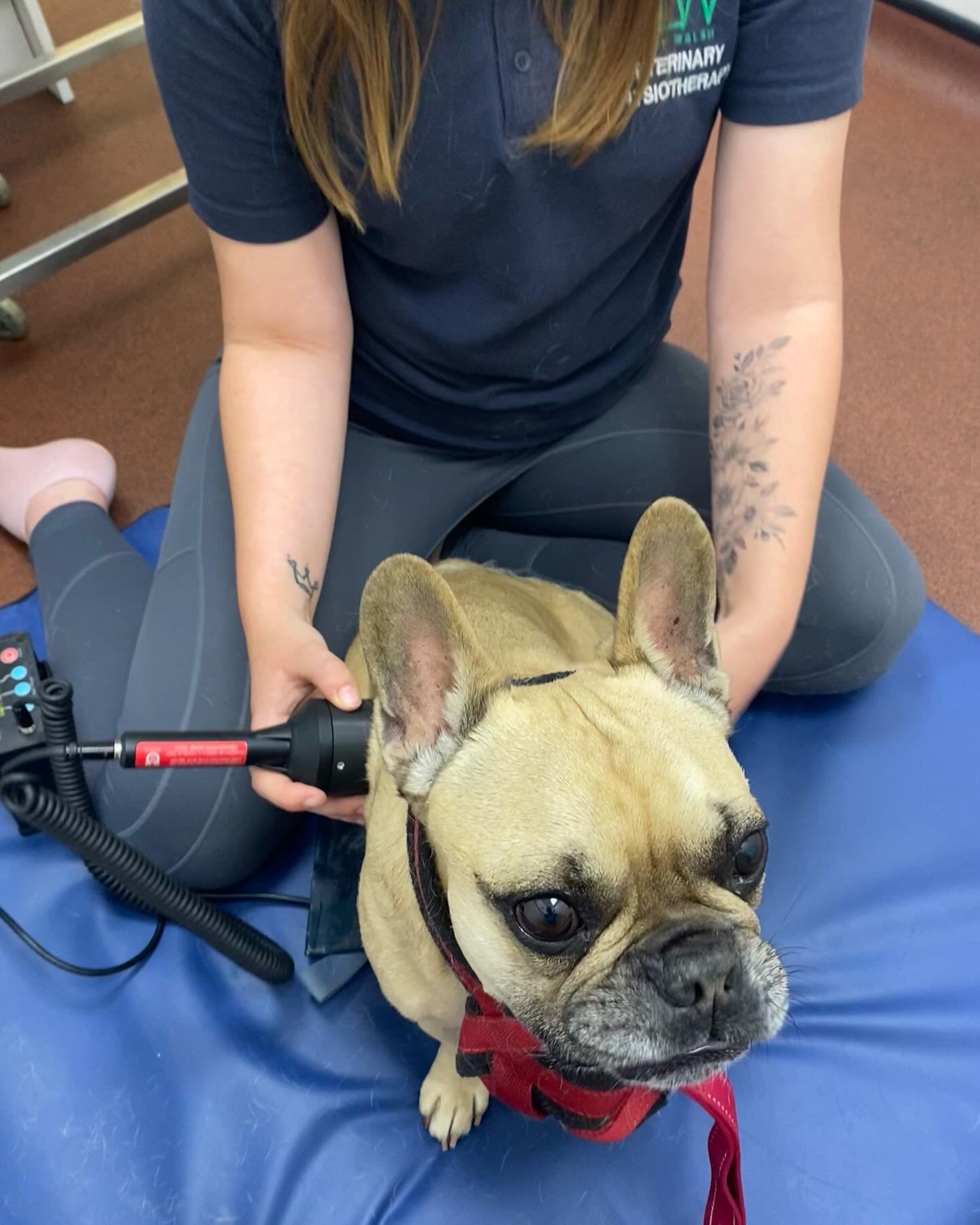 Albs had a great first physio session today with Lucy @lucywalshvetphysio who we saw at Albert&rsquo;s vet @the_vetstationmolesey 🐾 &hearts;️

I first noticed changes in Albert&rsquo;s coat in January this year (see pics in this post) and I knew tha