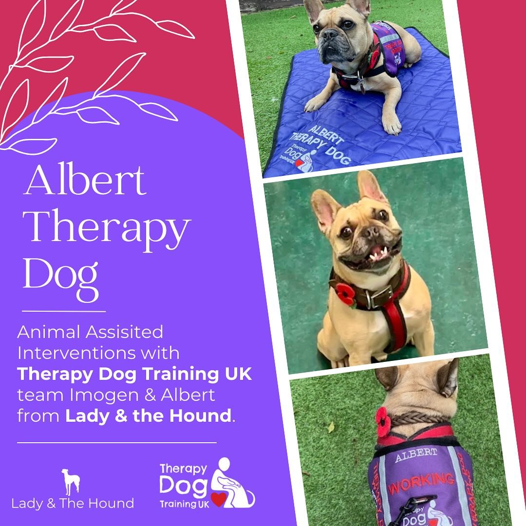 💜💫 Super proud of Albert who has successfully passed his @therapydogtraininguk visiting therapy dog award 💜💫

I&rsquo;m especially proud of him for achieving this in spite of all his medical issues earlier this year which meant we had to press th