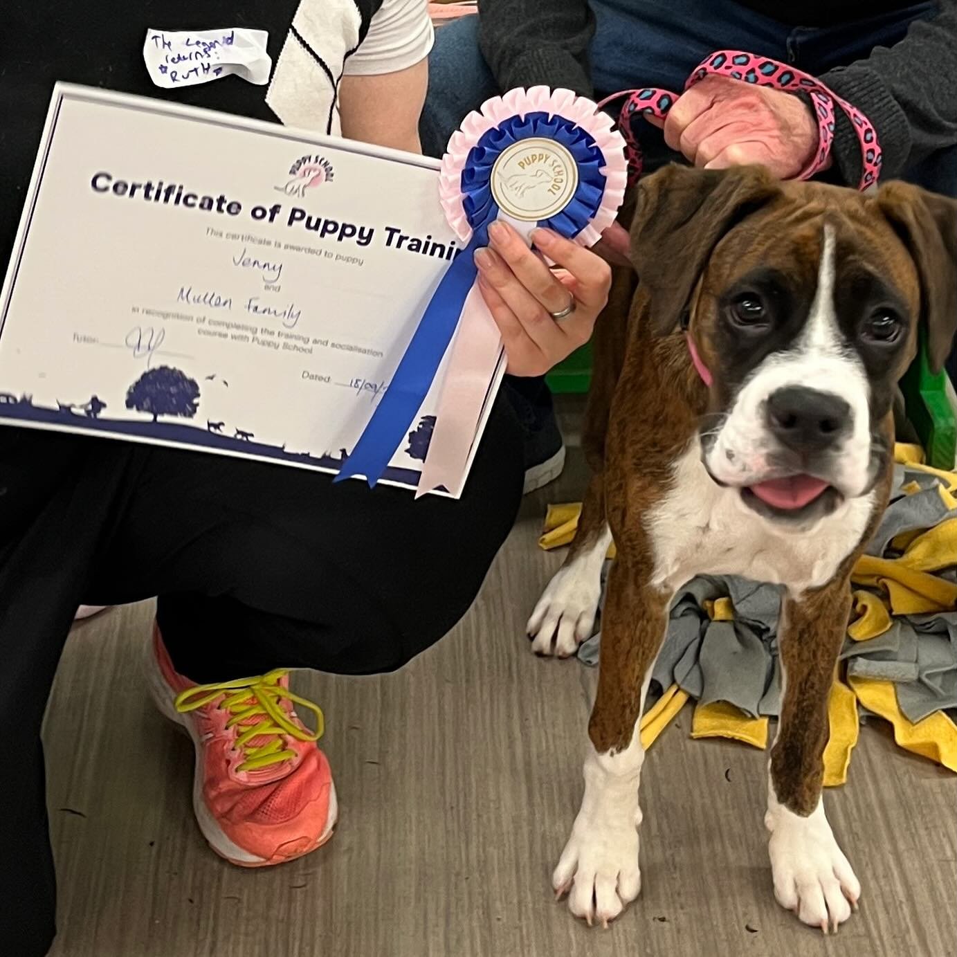 Congratulations to my new furiend Jenny the Boxer on her recent @puppyschooluk graduation with me in Hampton&hellip;.and I LOVE my thank you card complete with your &lsquo;my first day at school&rsquo; photos (which I&rsquo;ll cherish forever 💖).

G