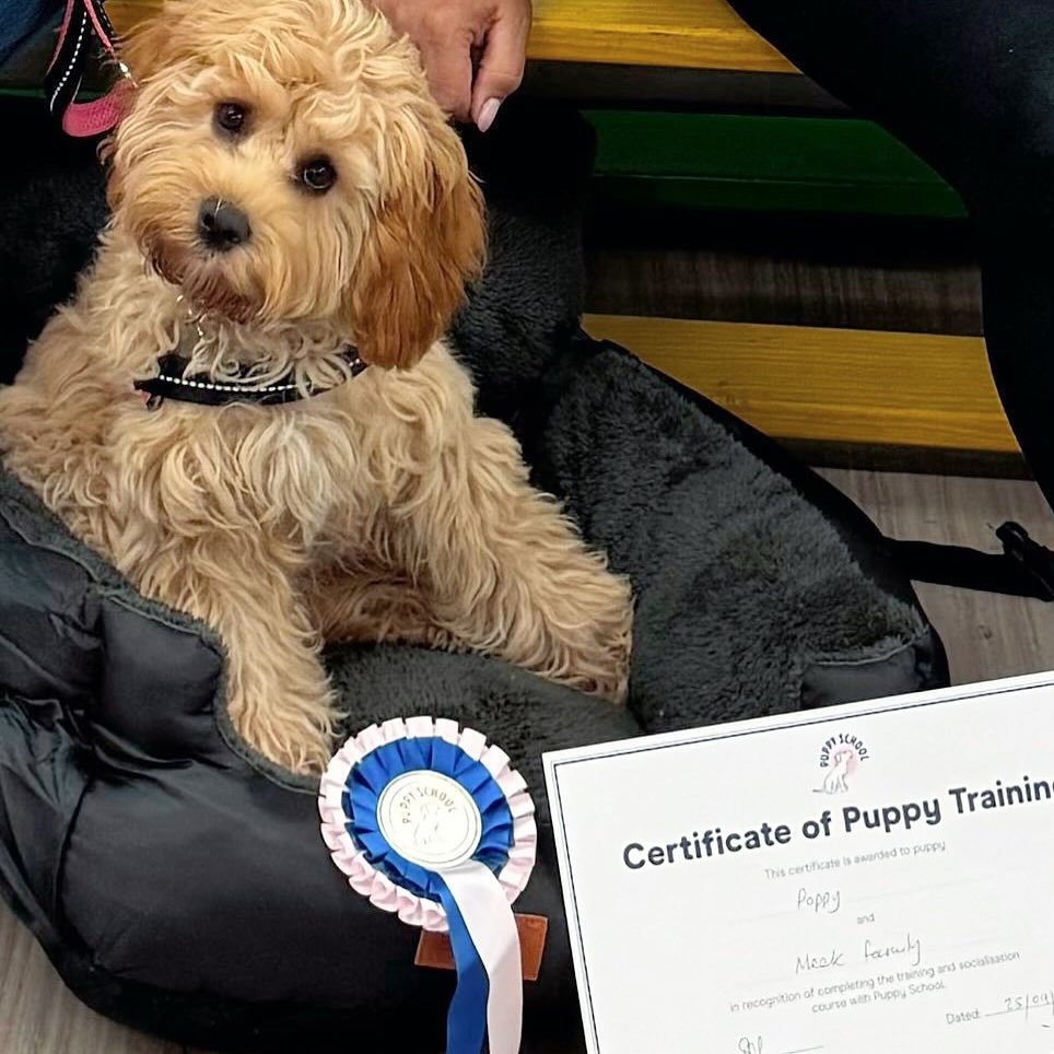 Who doesn&rsquo;t love a puppy head tilt?! 🐶💞 @dia_meek 

Congratulations to new @puppyschooluk graduate Poppy who has the best head tilt ever! She and her awesome training team worked so hard in my classes and I cannot wait to welcome everyone bac