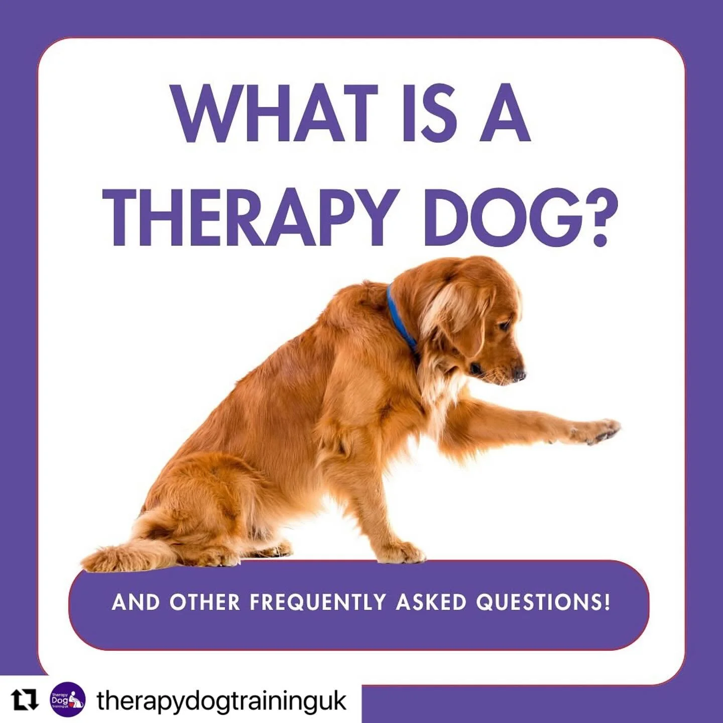 #Repost @therapydogtraininguk with @use.repost
・・・
We have been inundated with enquires recently which makes us so happy 🥰 we are a small team and we are making our way back to each and every one of you individually, we thank you for your patience a