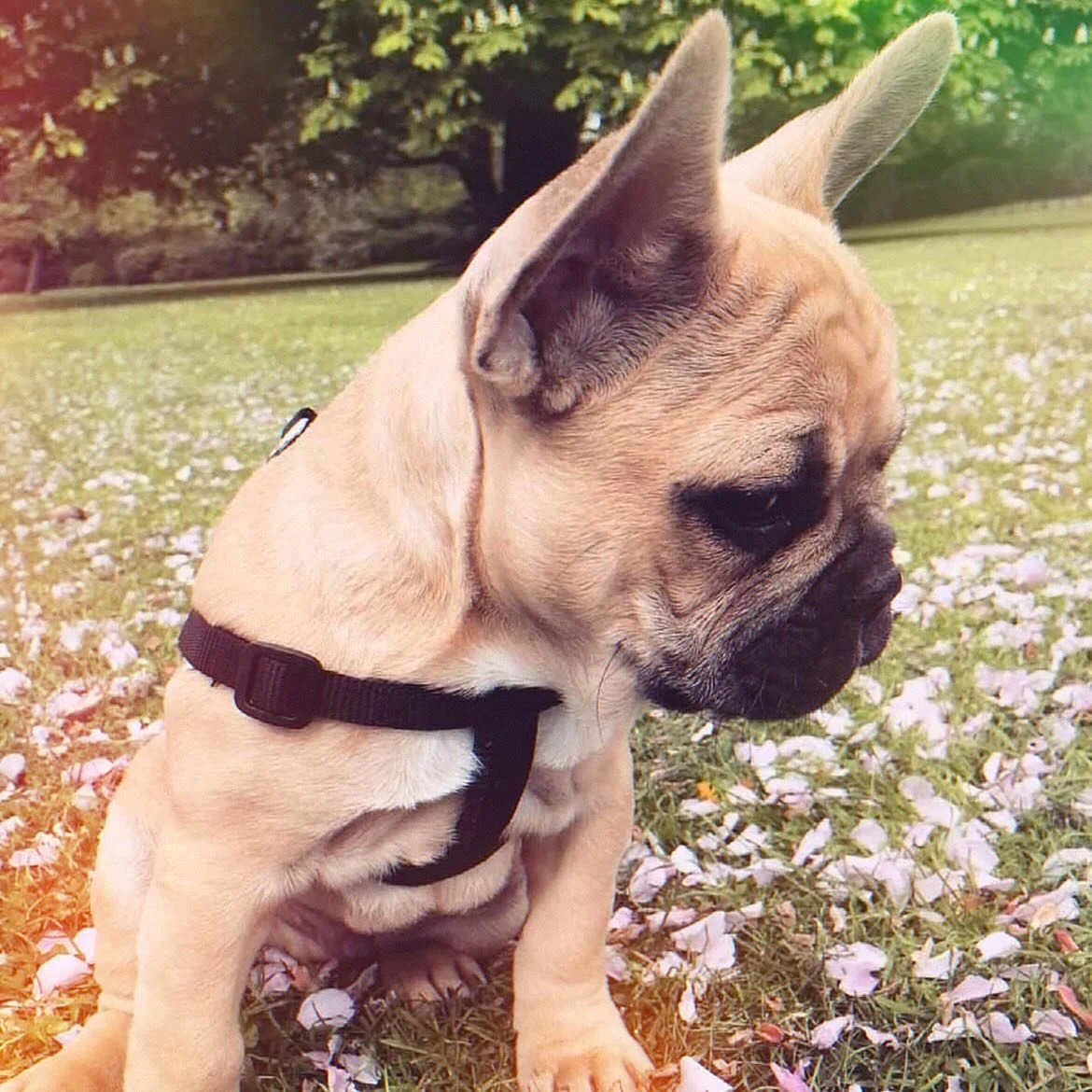 Hoppy Easter from our very own resident Easter Bunny….baby Albs, circa 10 weeks old 🐰🙊
Have a lovely day ya’ll 🌸🌷🌼
#frenchiepuppy #happyEaster