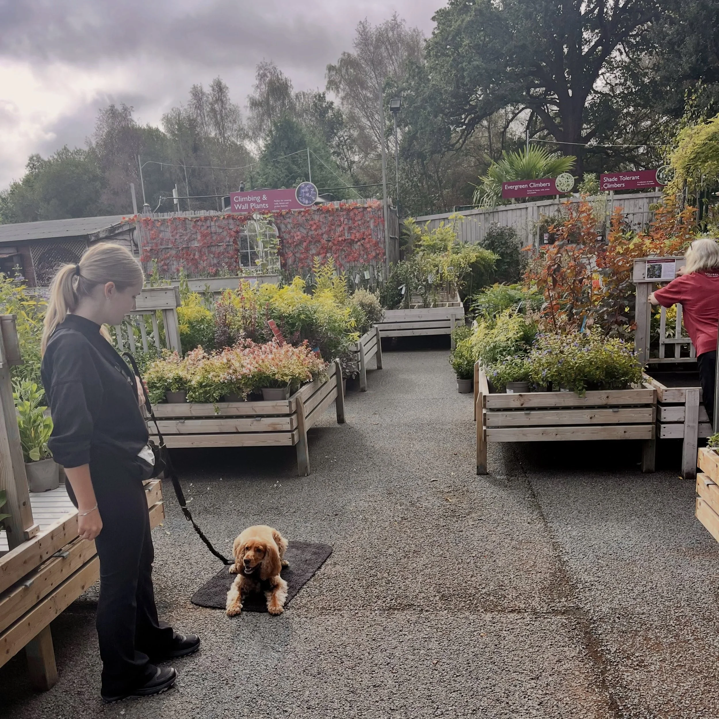 Clever Bella nailed her pre-assessment with me to start training as a therapy dog with @therapydogtraininguk 🐾💜

Here she is showing off her down stay on her settle mat in the middle of a busy garden centre on a Sunday morning 👏🏻👏🏻👏🏻

Therapy