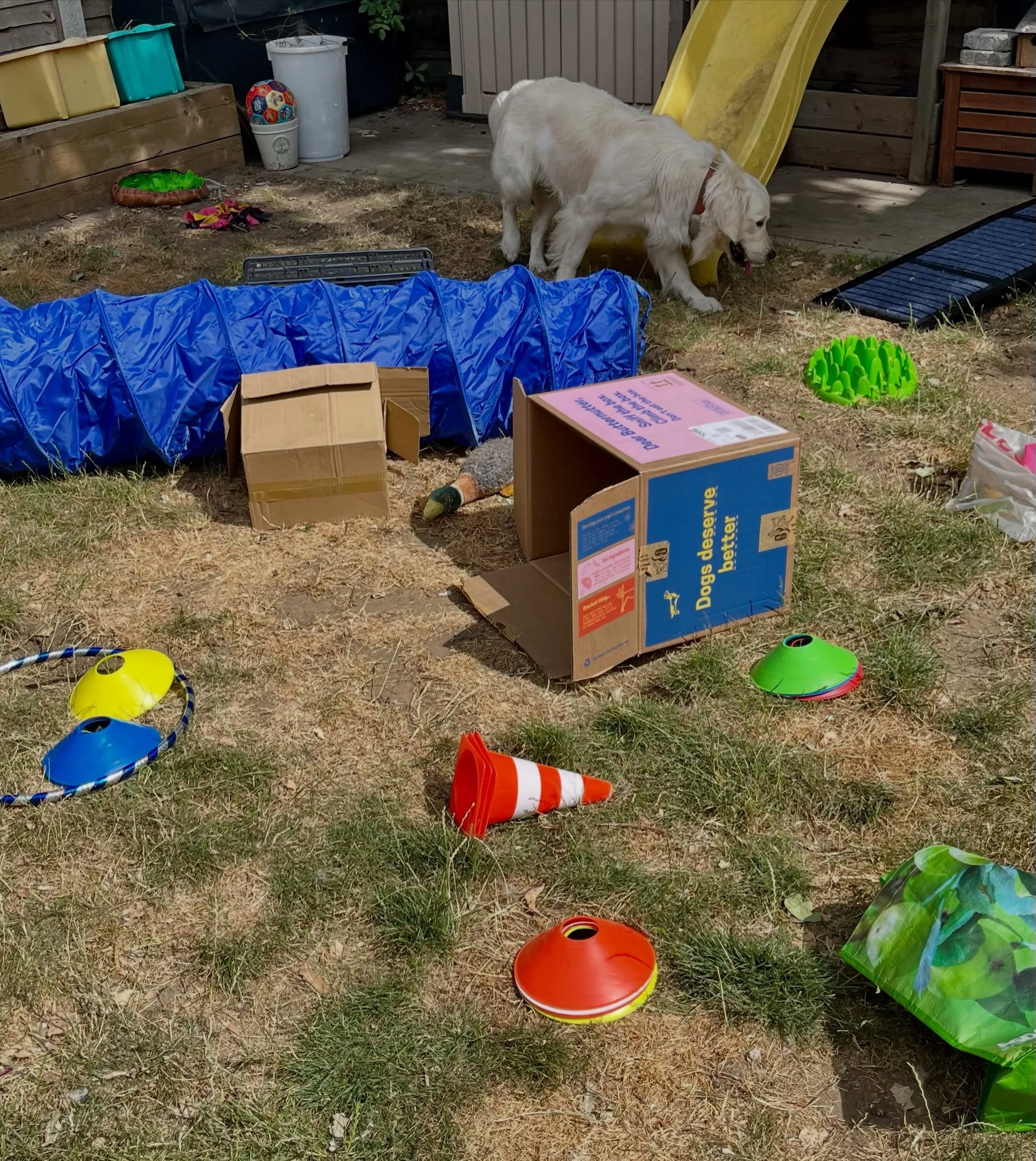 Some lovely moments from my freework session with sensitive boy Max yesterday! I&rsquo;ve been helping Max with his confidence for a couple of weeks now and yesterday we worked on getting him used to his new car ramp 🐾🐕🚙

Max is a teenager with bi
