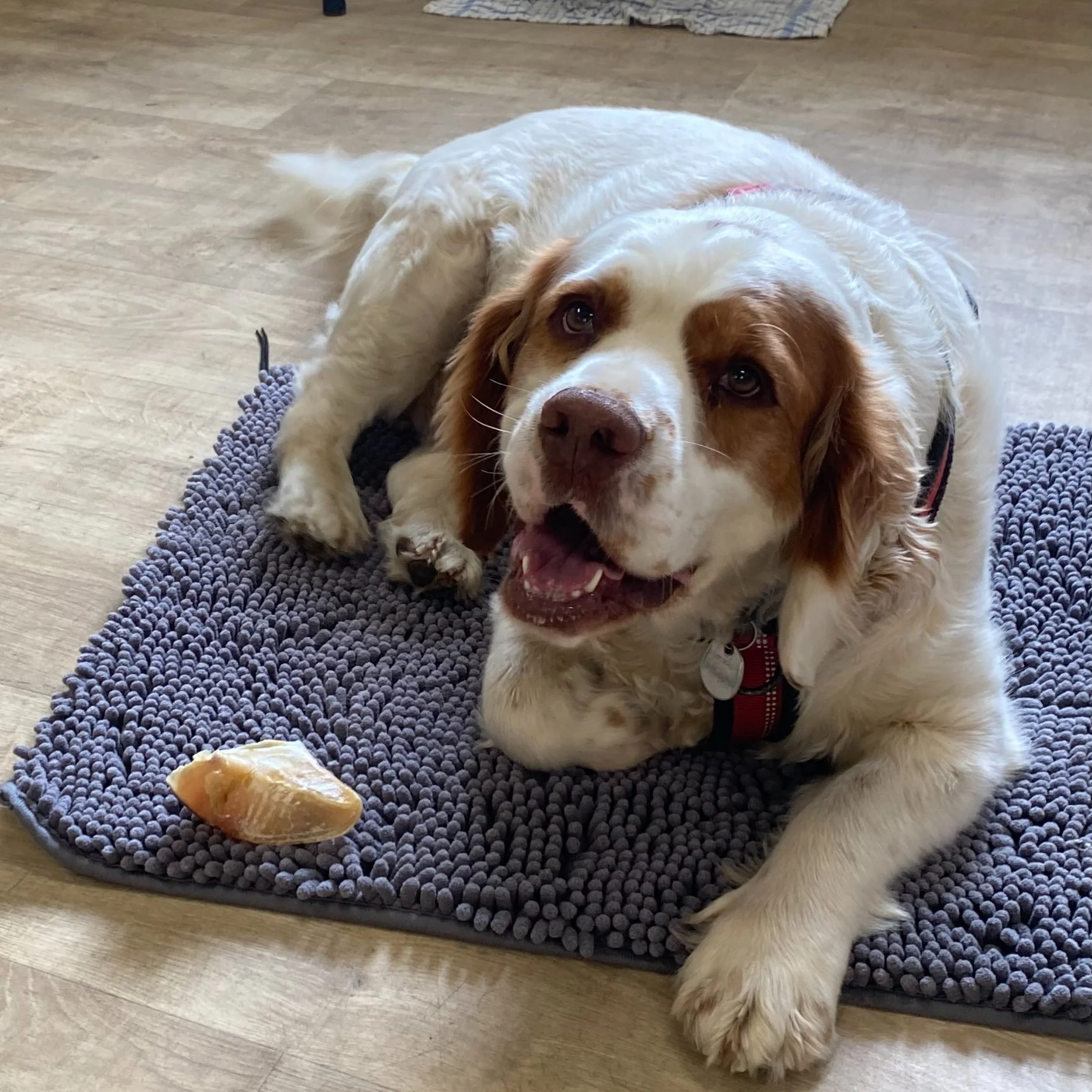So much love for this gentle boy 🥰

Monty started his therapy dog training with @therapydogtraininguk last year and is approaching his final assessment with me which we had a dummy run at today&hellip;.he aced it!

Good boy Monty, you&rsquo;re going