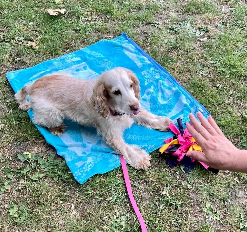 Beautiful Bonnie is one of my current therapy dogs in training and here she is today nailing her outdoor stay around distractions 💯

I met Bonnie and her lovely handler at the school where they would like to be working, so I could assess her in the 