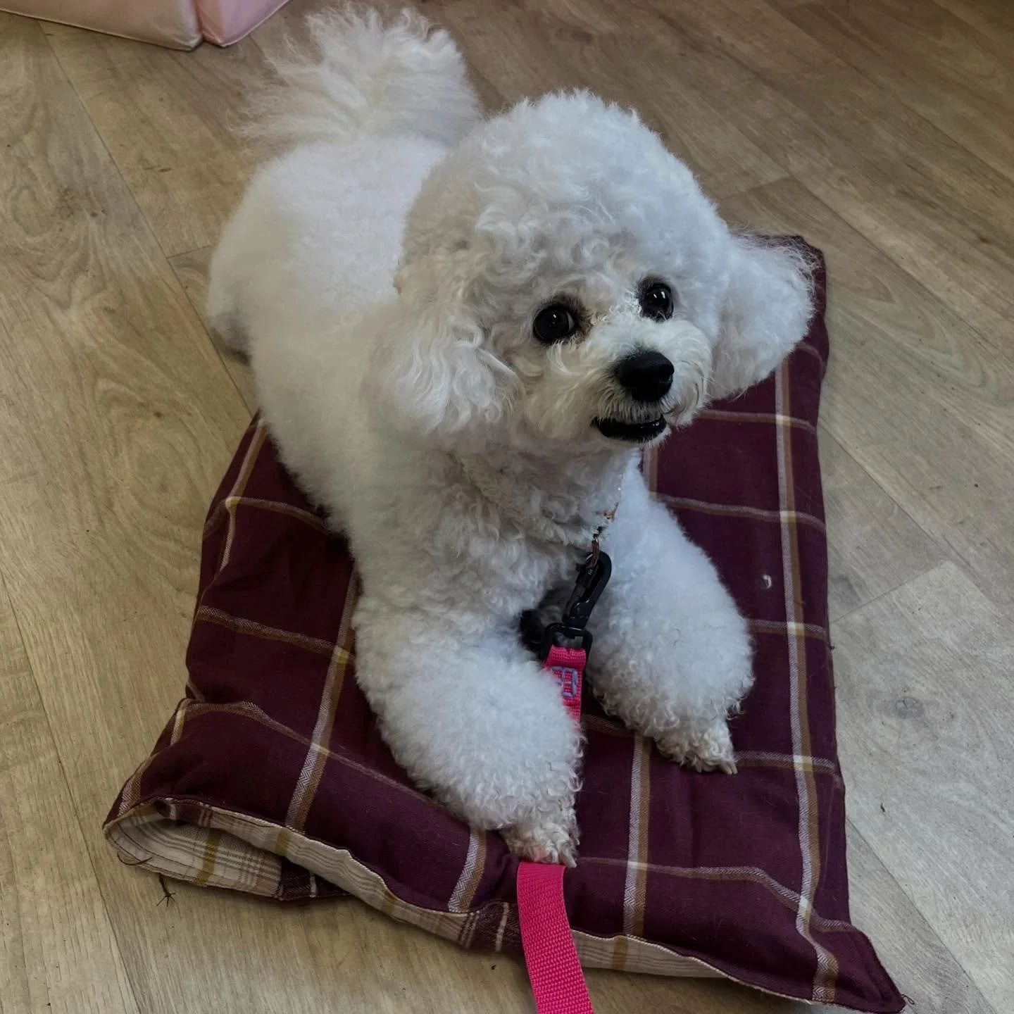 💖 Meet @therapydogtraininguk therapy dog in-training, Chelcea 🐩

💖 We met for the first time today for a pre-assessment to see where I can help Chelcea finesse her skills needed to nail her formal working therapy dog certifications.

💖 Isn&rsquo;