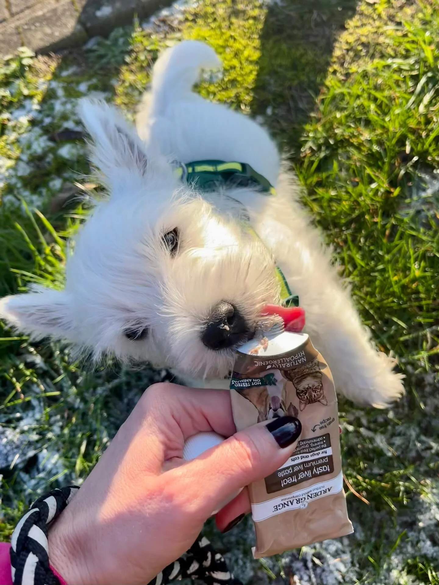 One of the many privileges I am grateful to experience (if not the biggest) whilst being invited to join a client&rsquo;s early puppy training journey is facilitating the puppy&rsquo;s first walk, and little Boo couldn&rsquo;t have been more of a sup