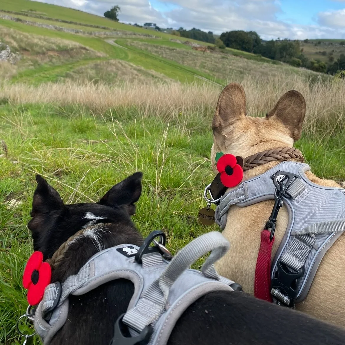 Lest we forget &hearts;️

#lestweforget