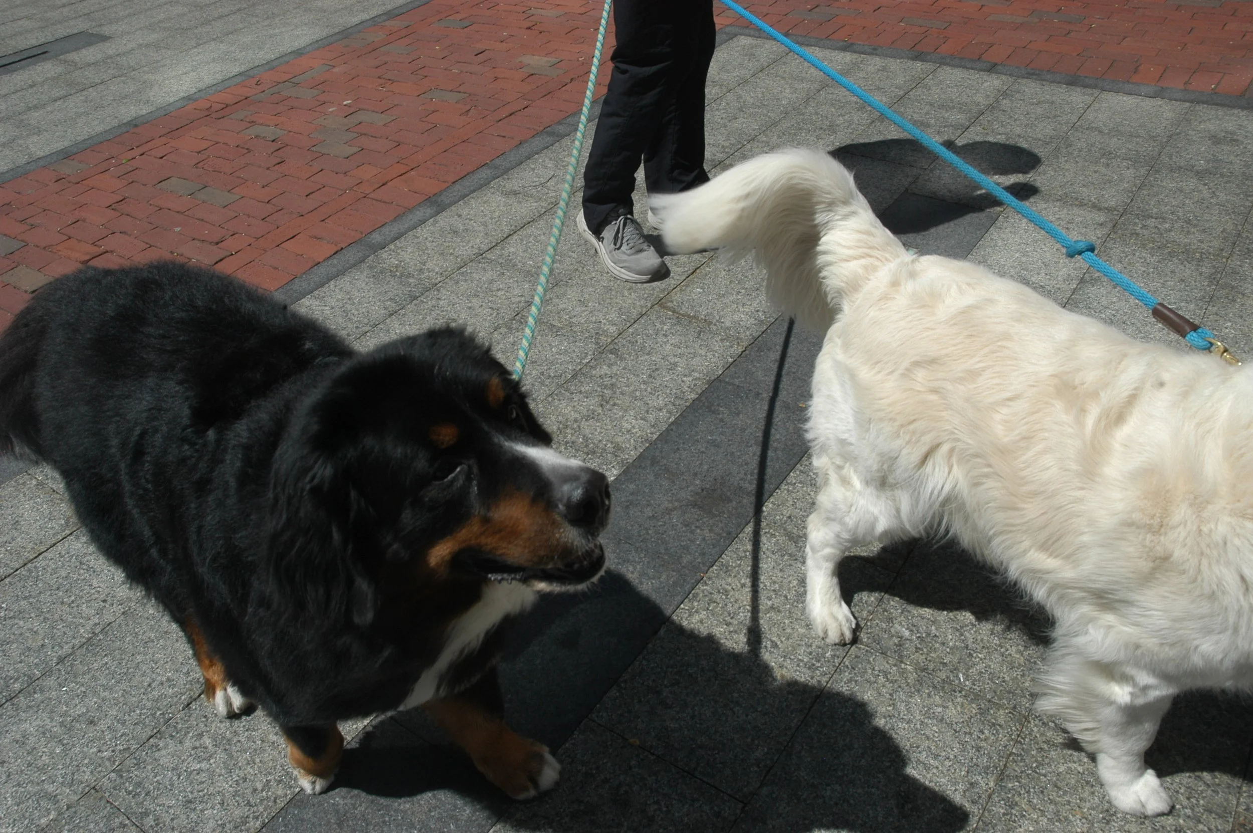 DSC_0102.JPG