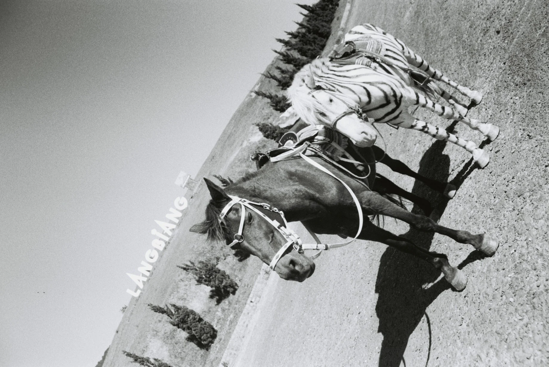 Fake Zebra