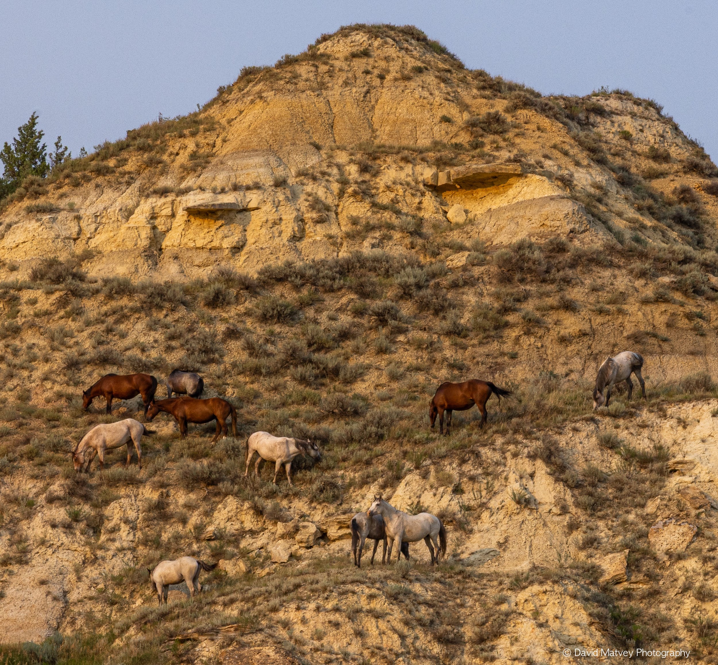 Wild Horses
Theodore Roosevelt National Park
North Dakota