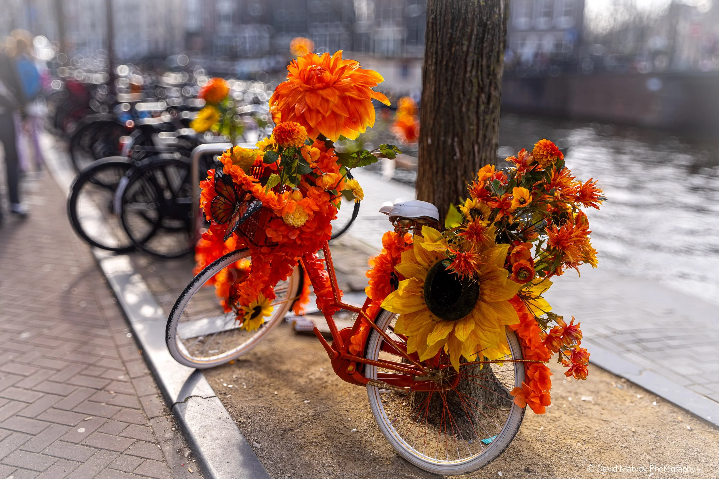 Dutch Celebration Bike
Amsterdam, Netherlands