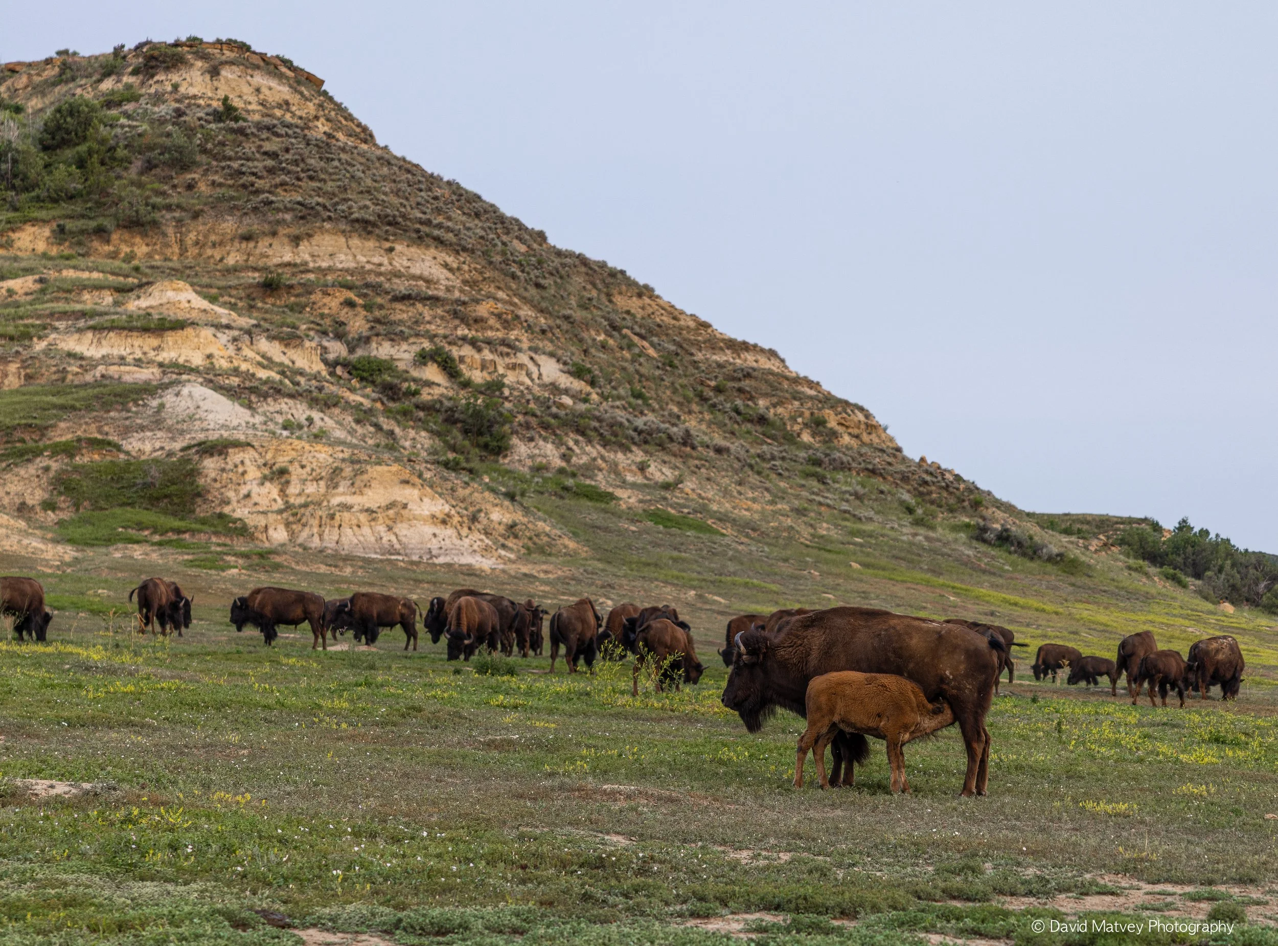 Theodore Roosevelt National Park
North Dakota