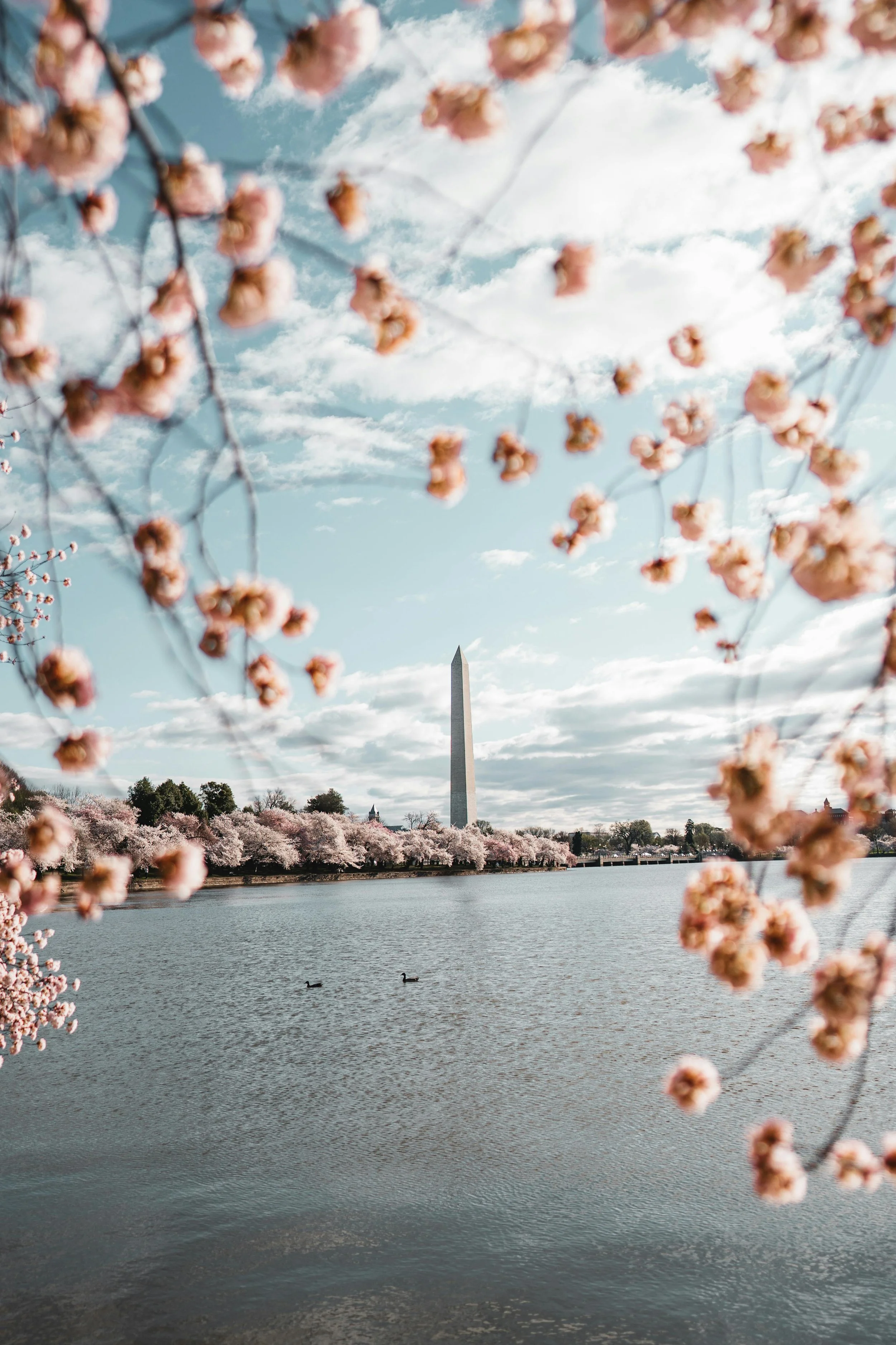 What to do on Cherry Blossom season Washington dc
