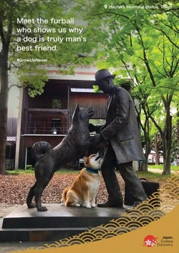 Hachi.jpg