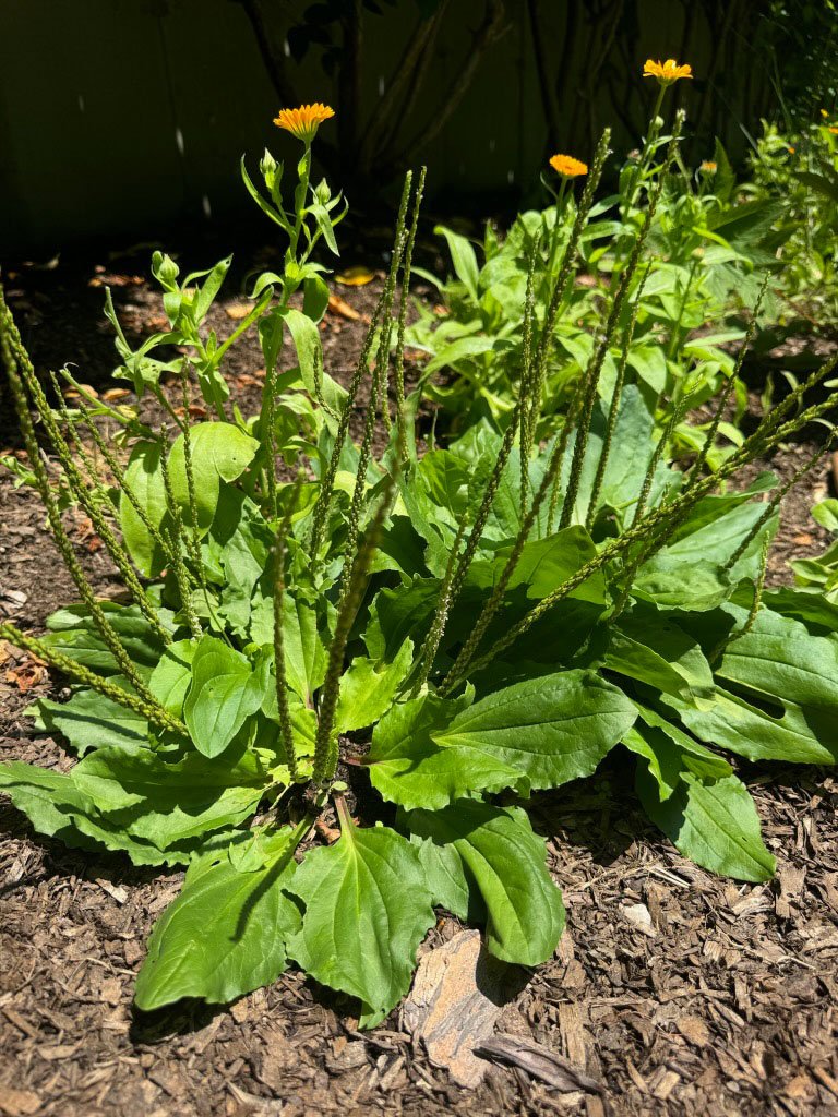 plaintain