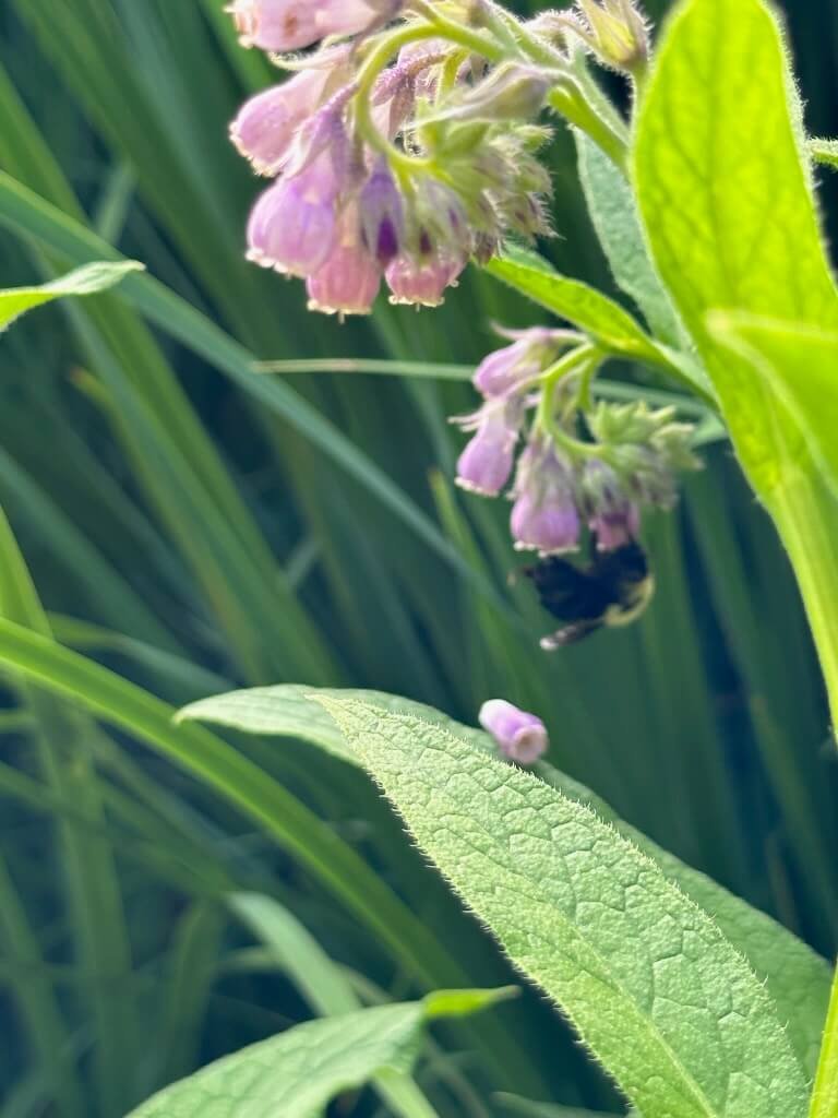 comfrey