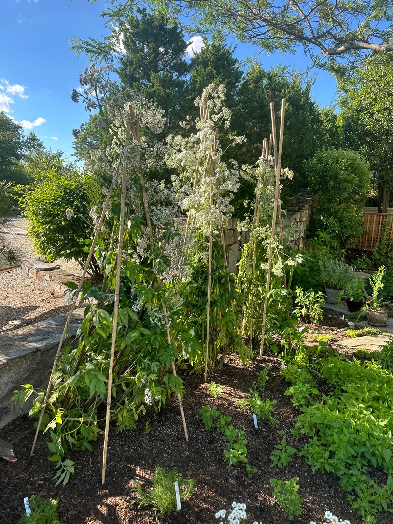 valerian root