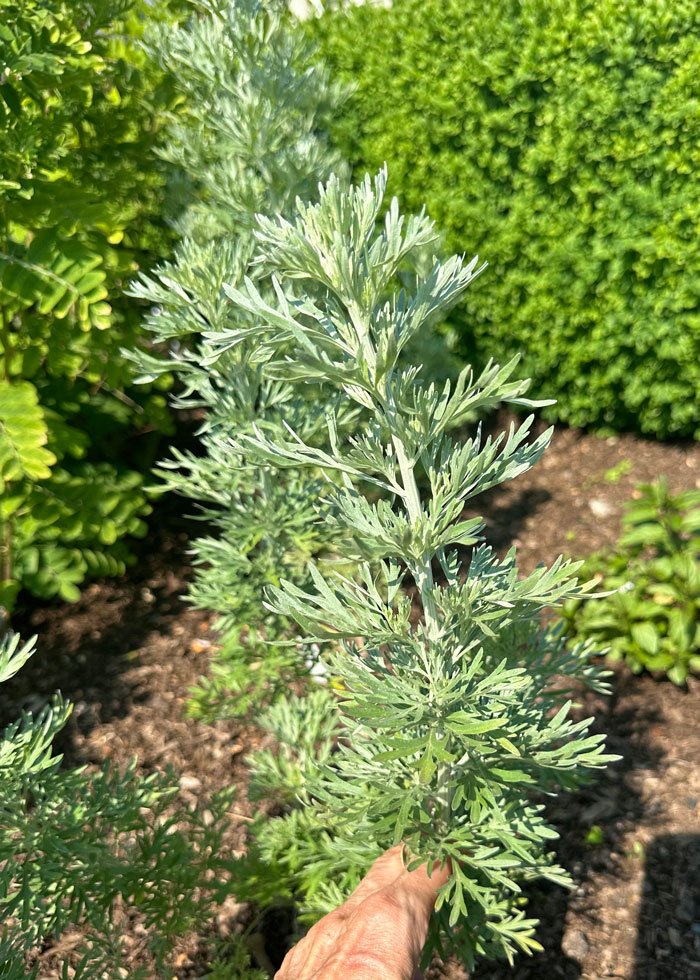 wormwood