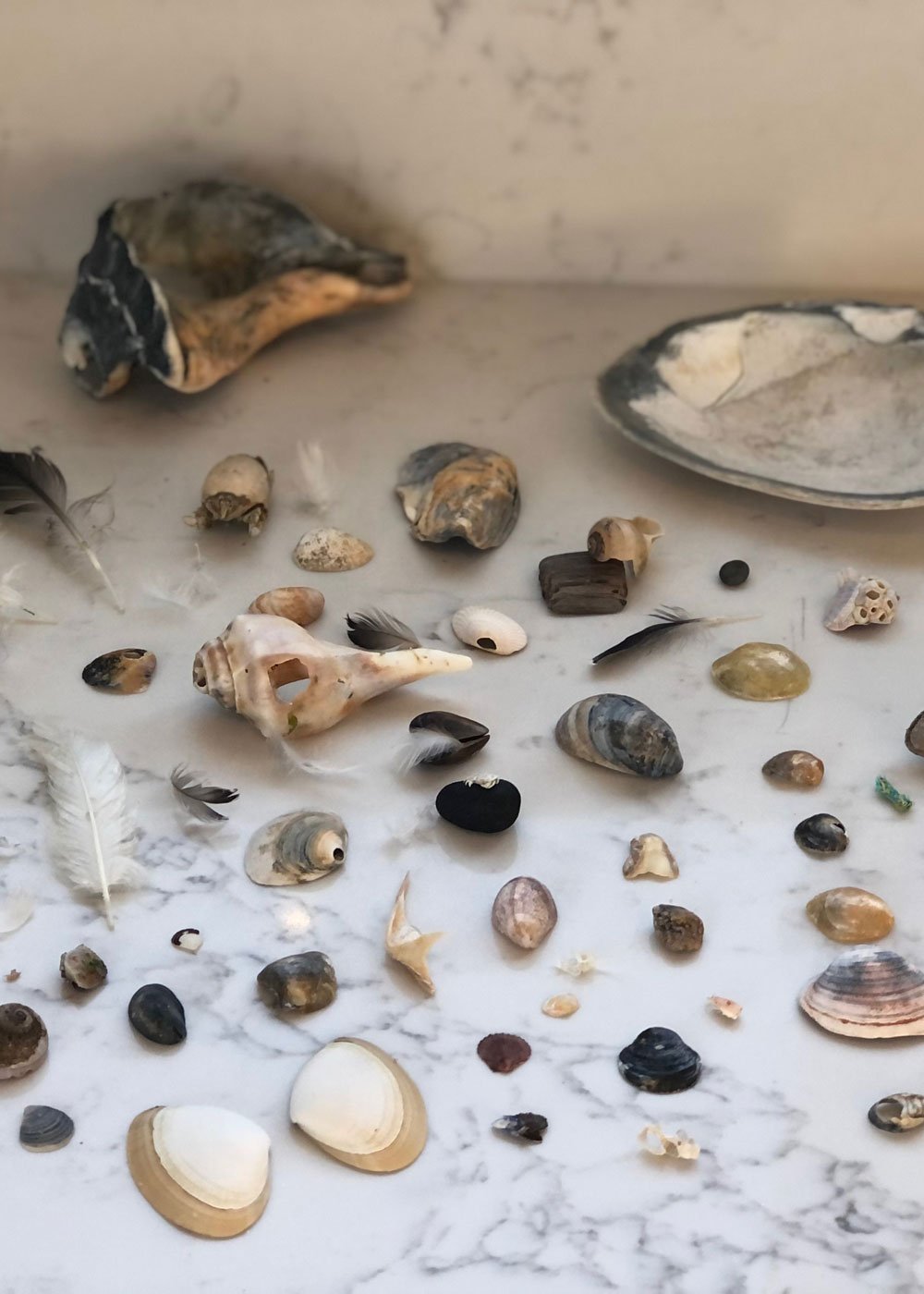 sea shells