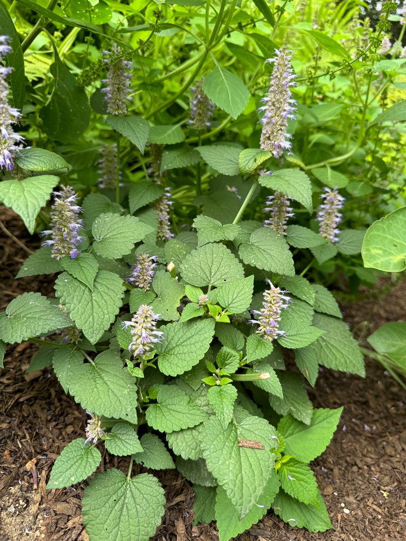 anise hyssop