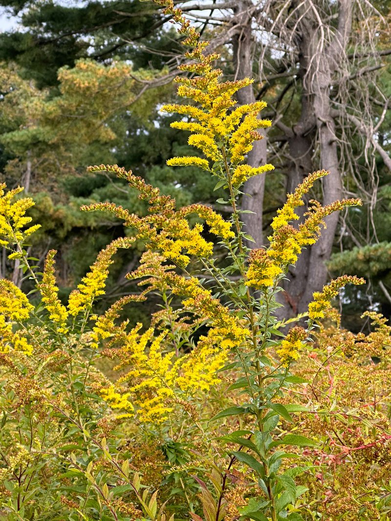 goldenrod