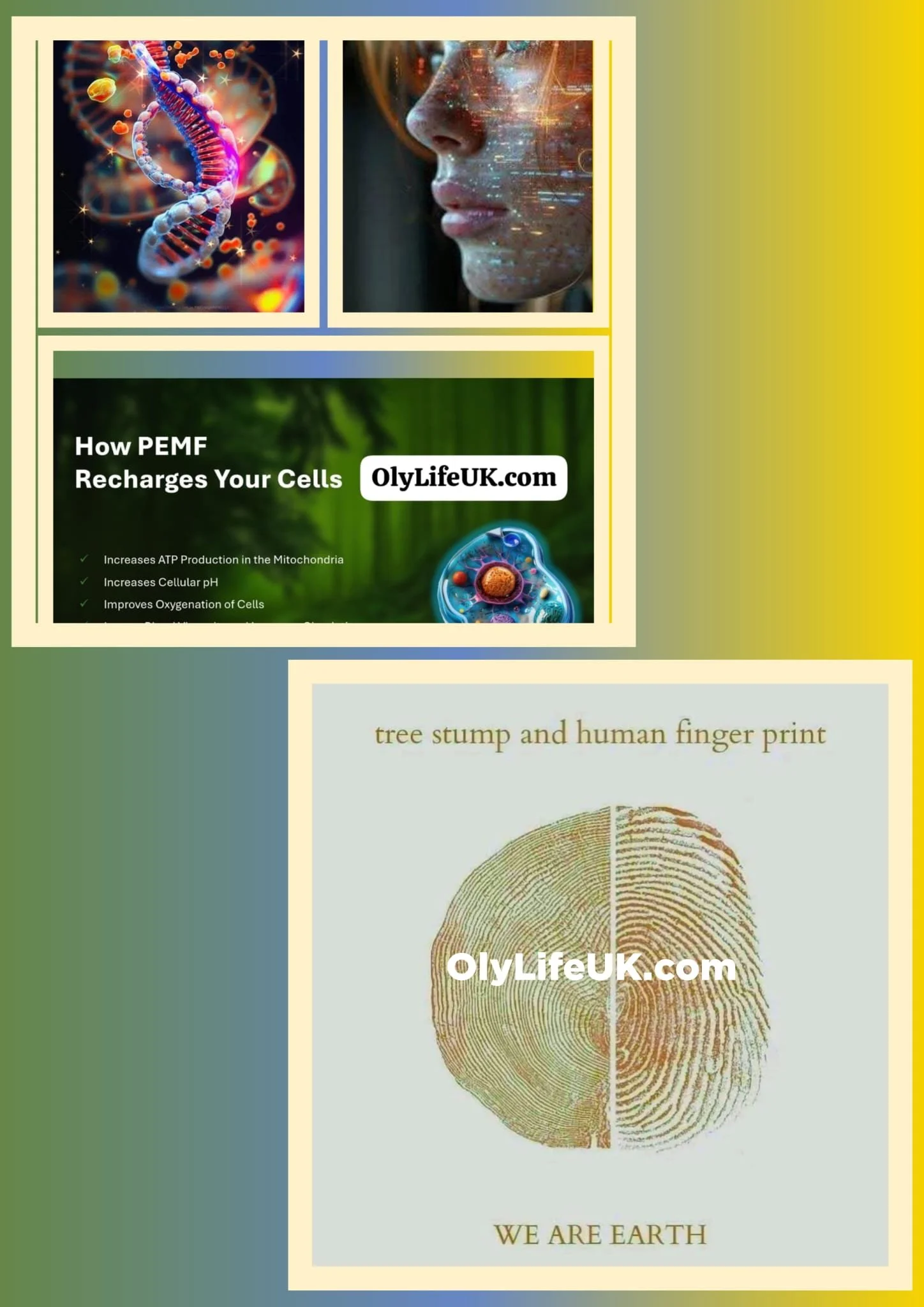 OlyLife HQ Product P90 Safety Compliance Certificate — Download PDF Files 137 pages
