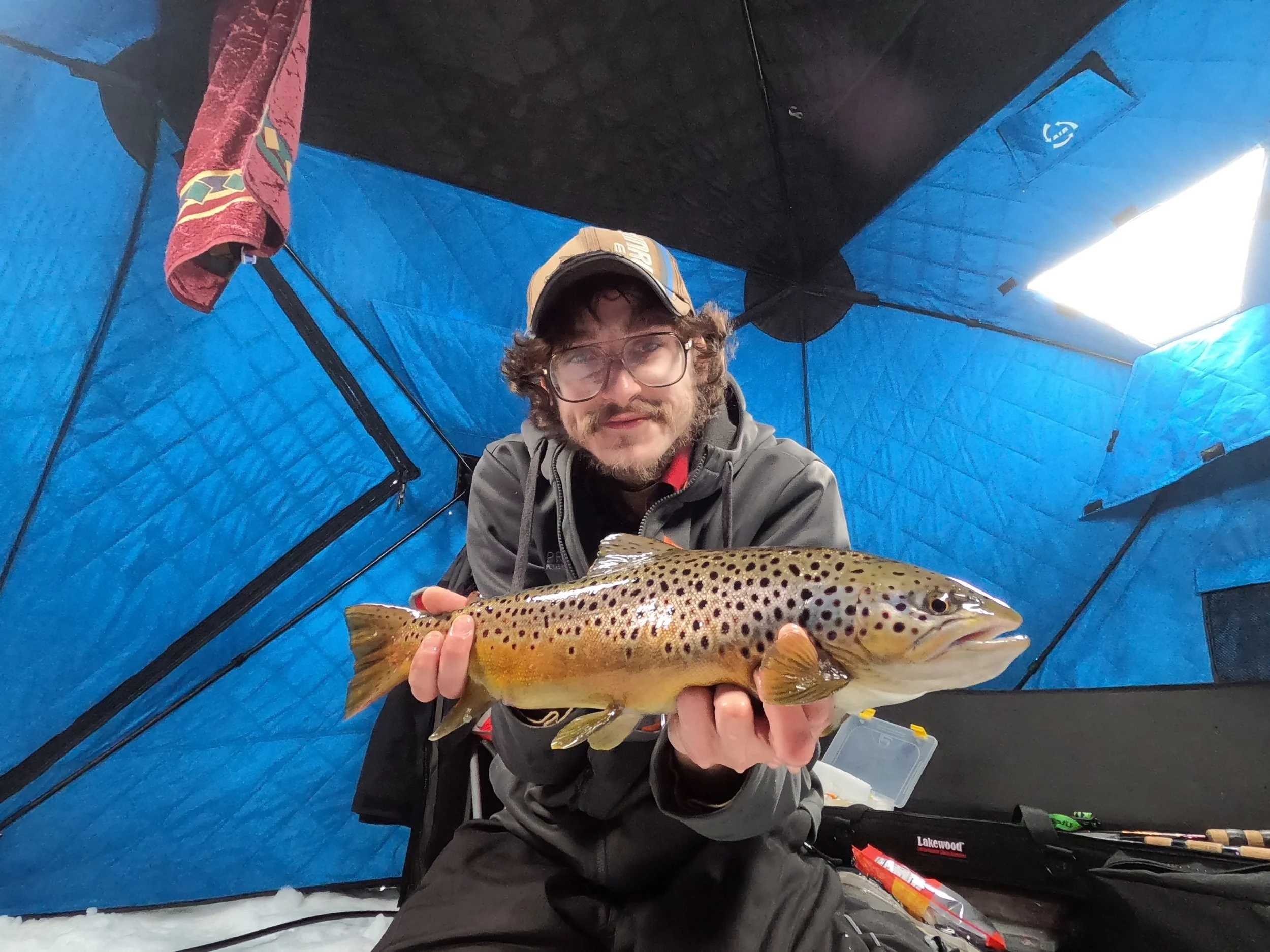 Brown Trout