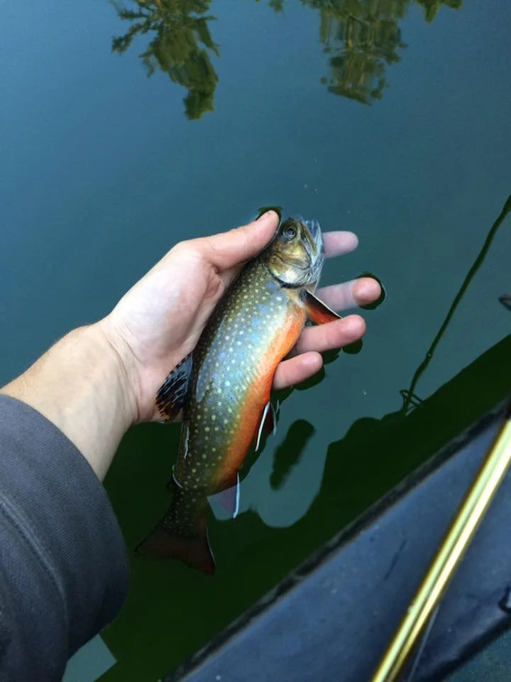 Brook Trout