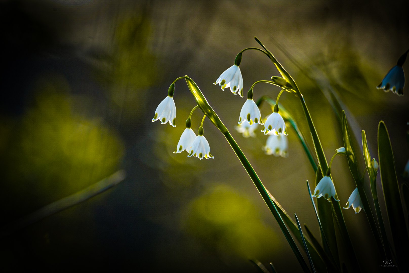 April Snowdrops