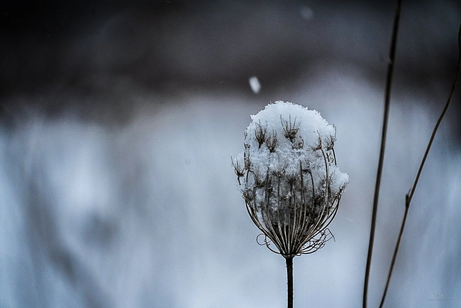 Catching Snow Flakes