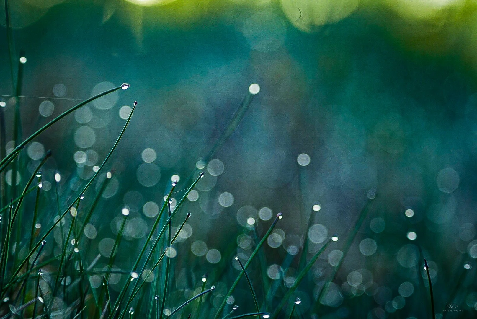 Morning Dew 2 4.20.25.jpg