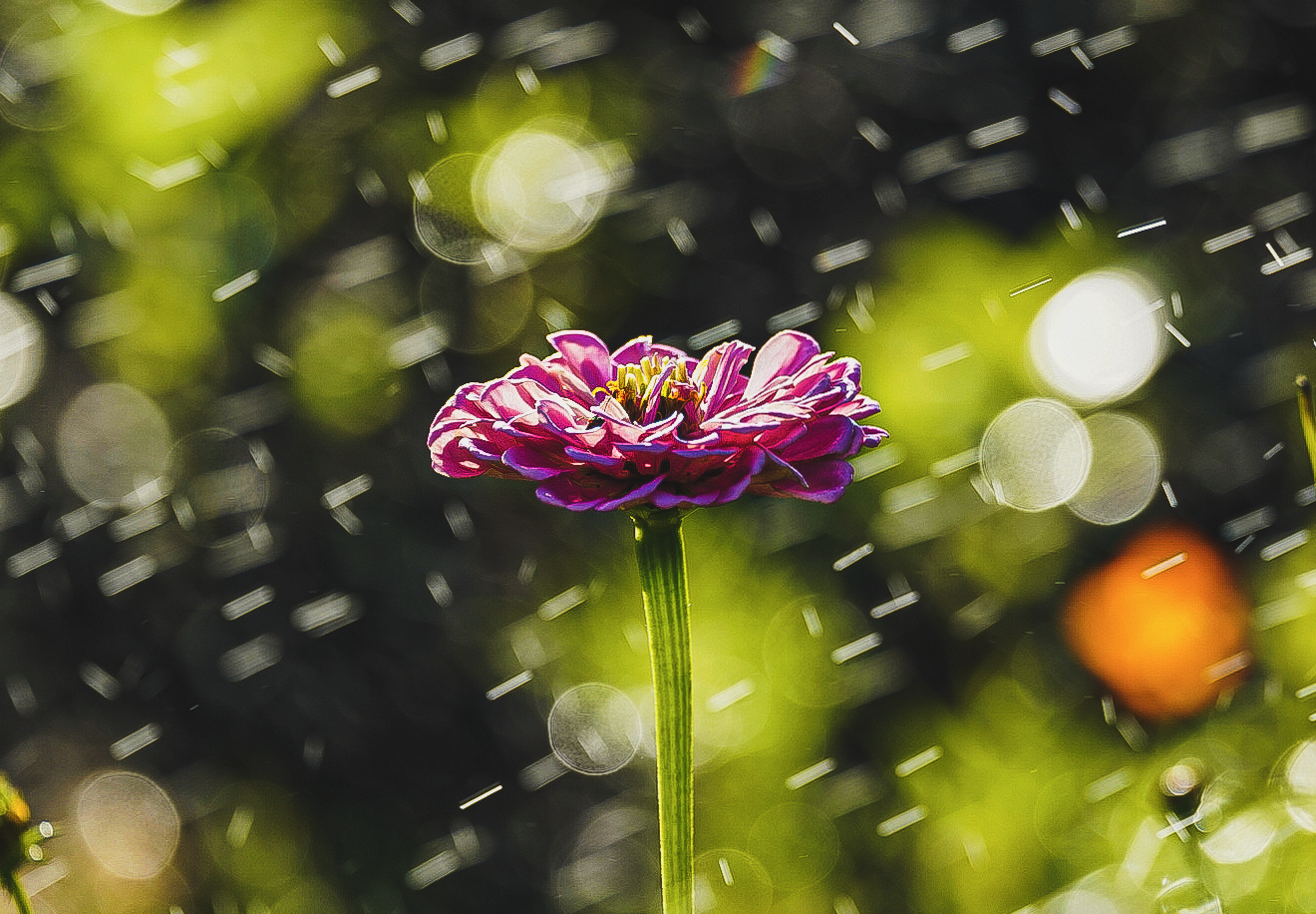 Singing in the Rain II