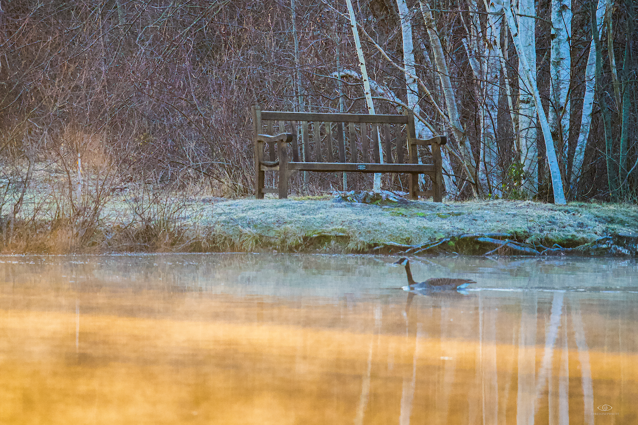 March Morning, Corning Lake, Holden Arboretum