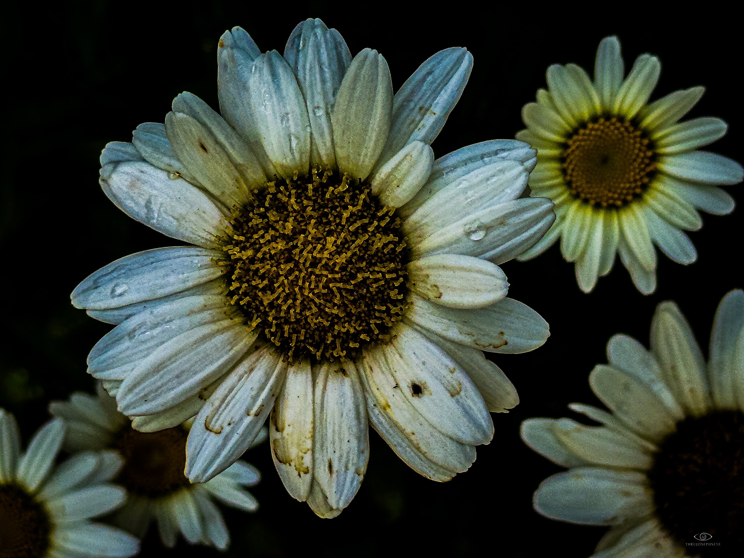 Daisy Fam 7.10.25.jpg