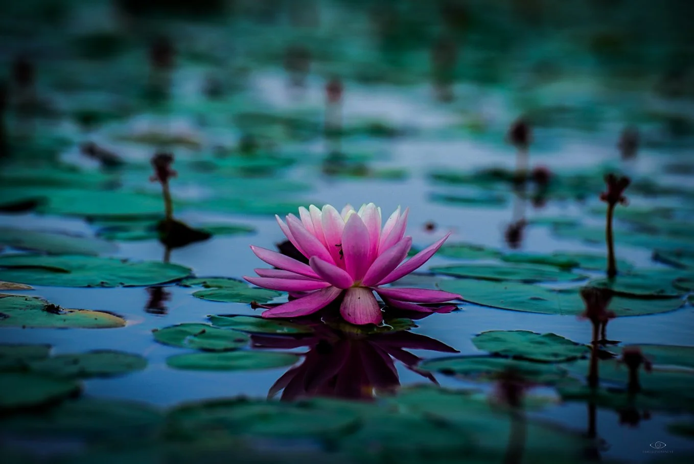 Lotus Lilly 2 Corning Lake 6.21.24.jpg