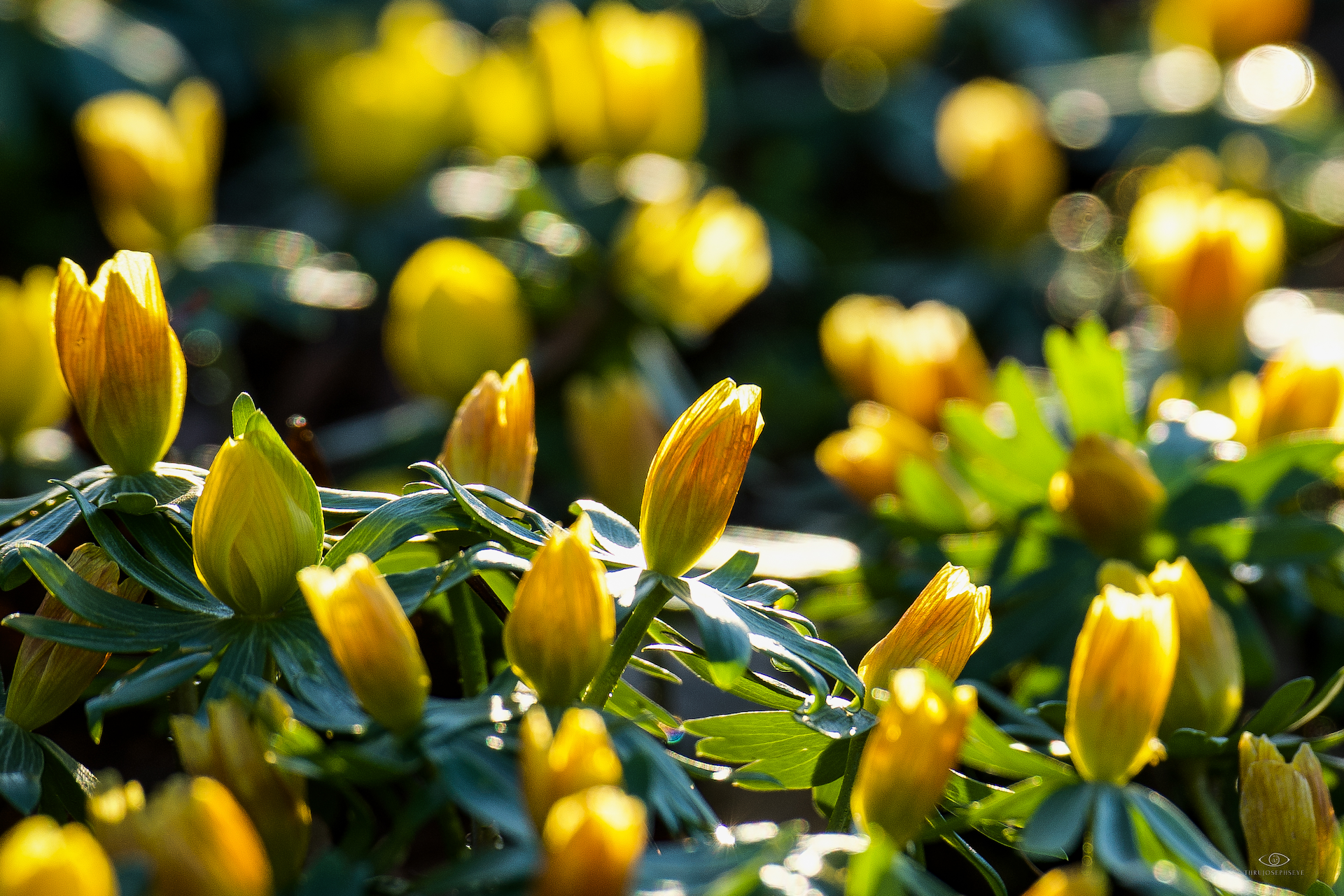 Springing Forth