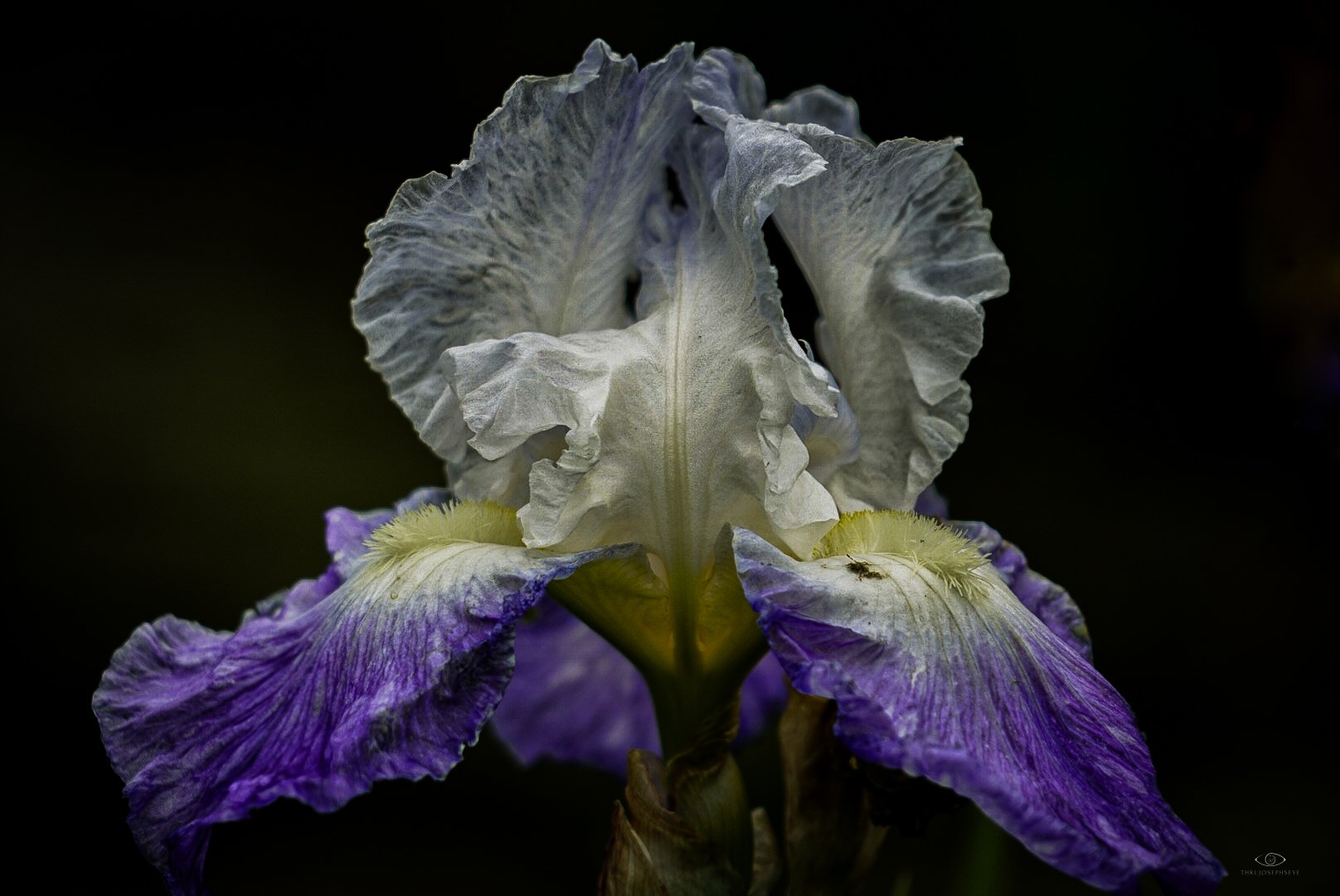 Purple Iris 5 HA 5.23.25.jpg
