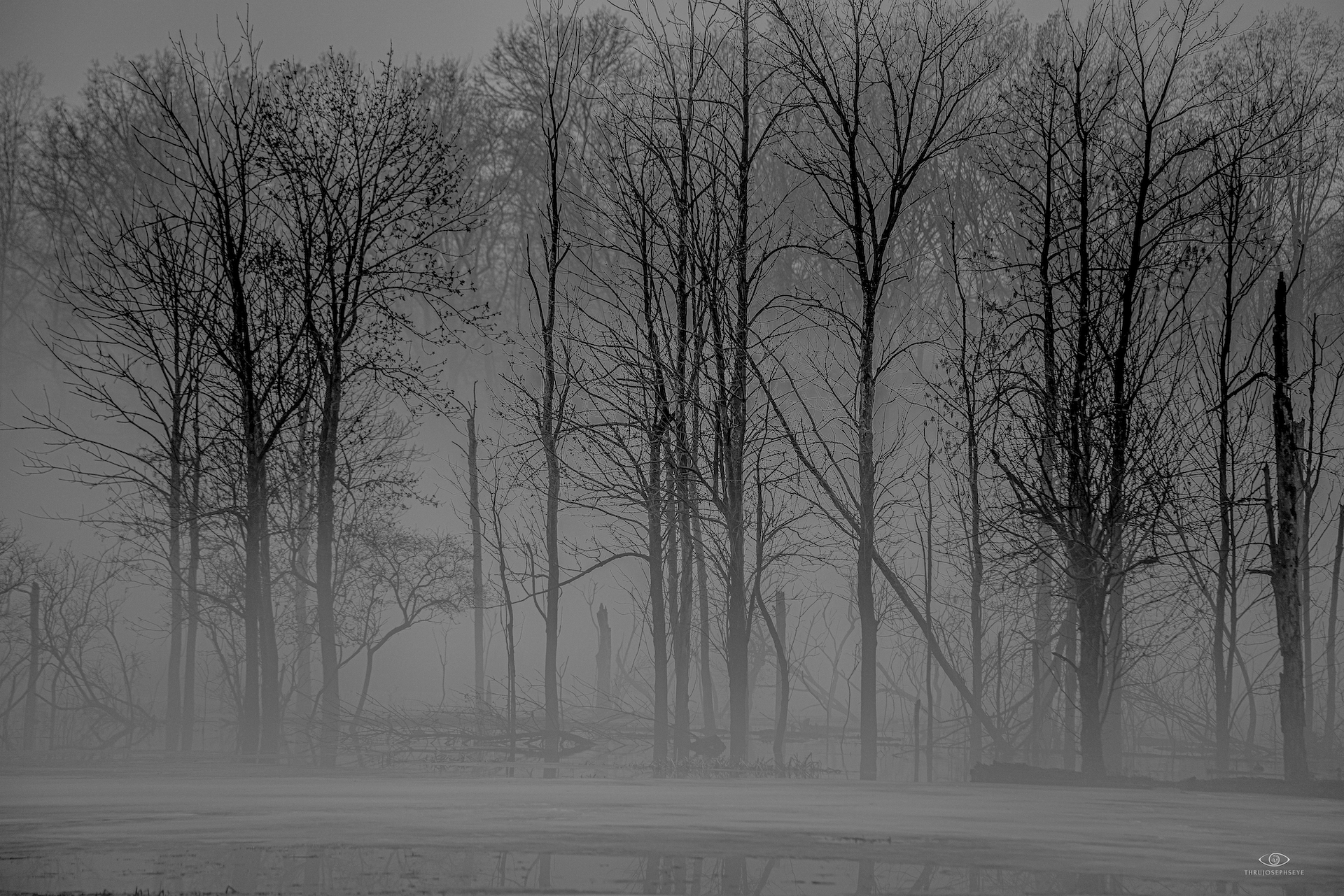 December Fog 12.10.24 copy.png