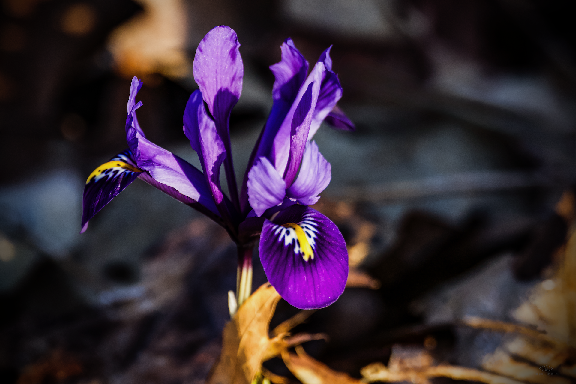 Iris at Sunrise