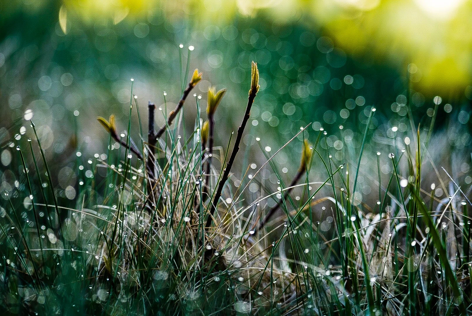 Morning Dew 5 4.20.25.jpg