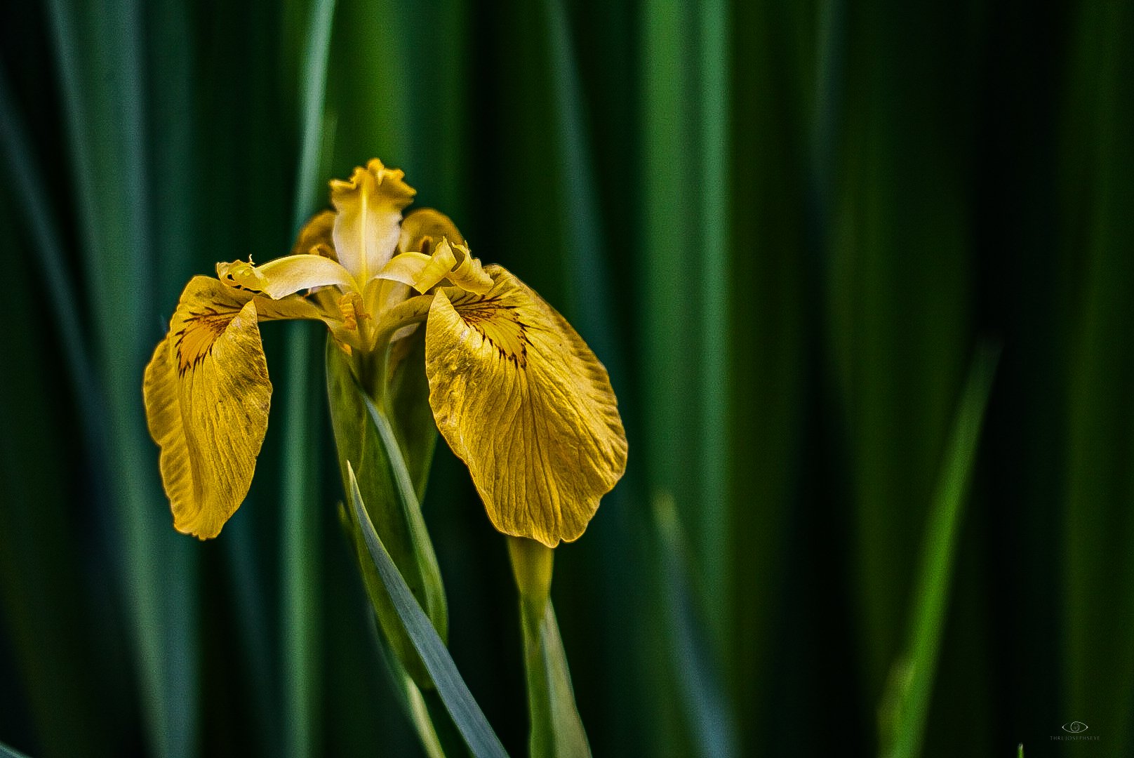 Yellow Iris 2 HA 5.23.25.jpg