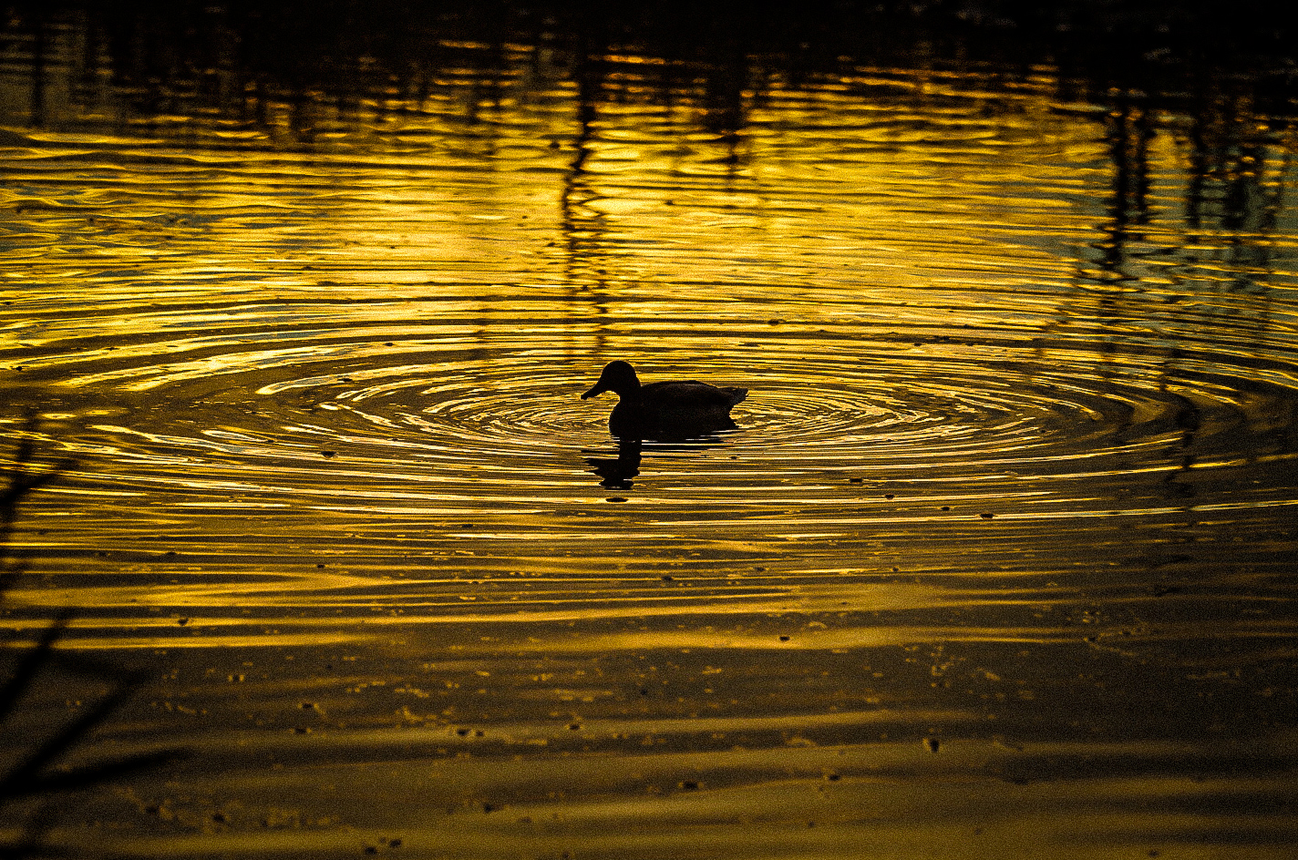 Golden Pond