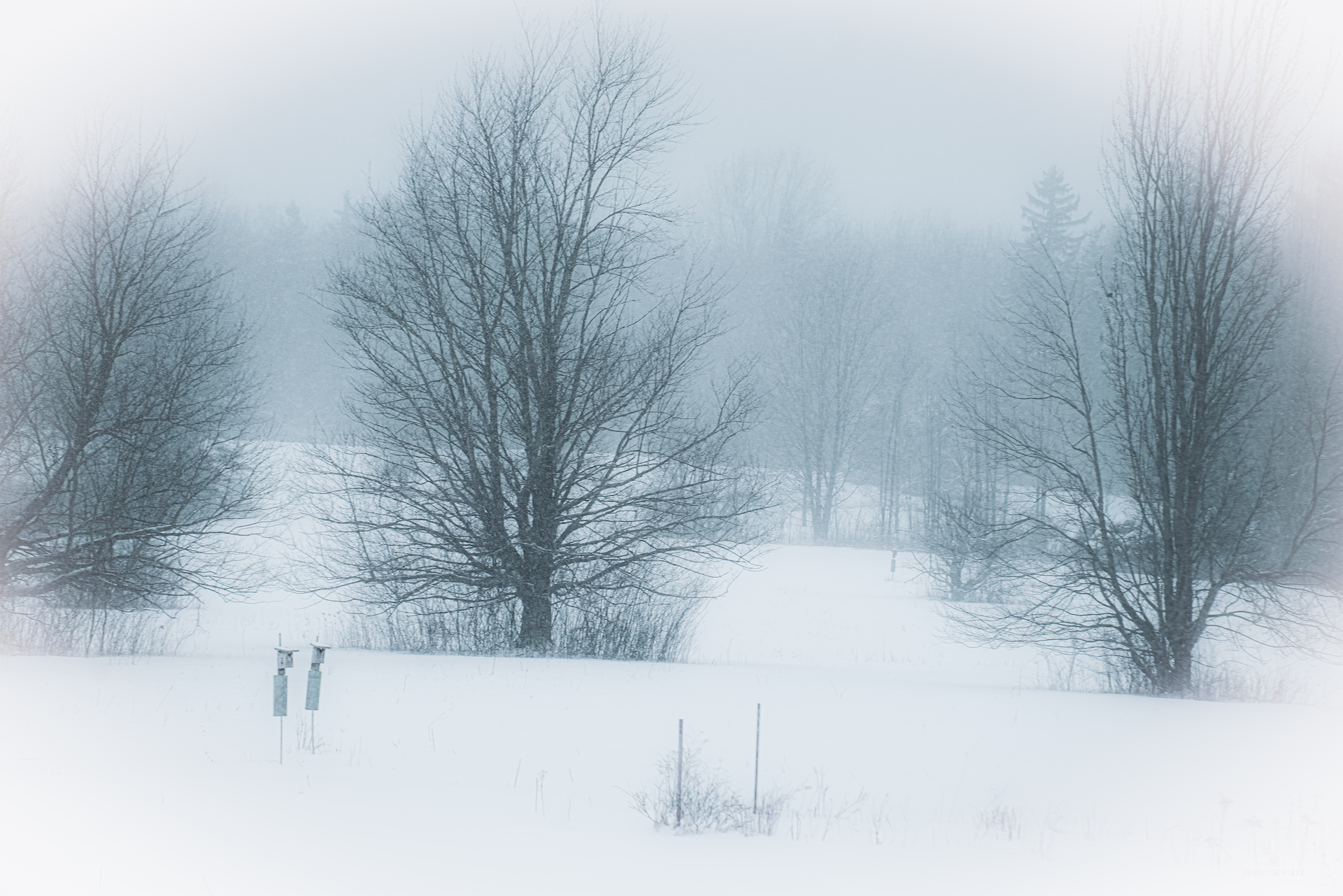 Heavy Snow, Holden Arboretum