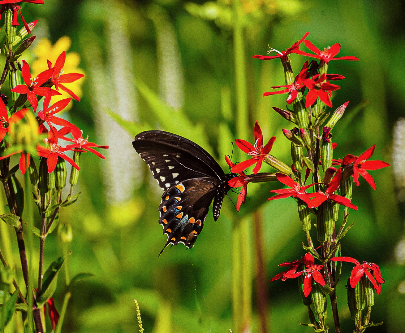 Master of the Garden