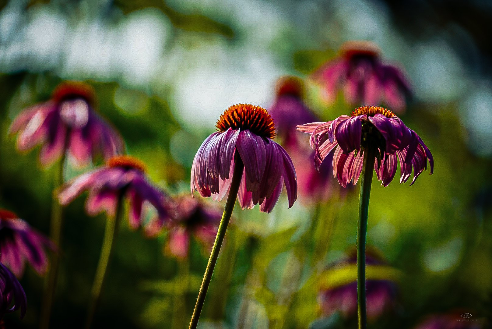 Cone Flower 1 7.10.25.jpg