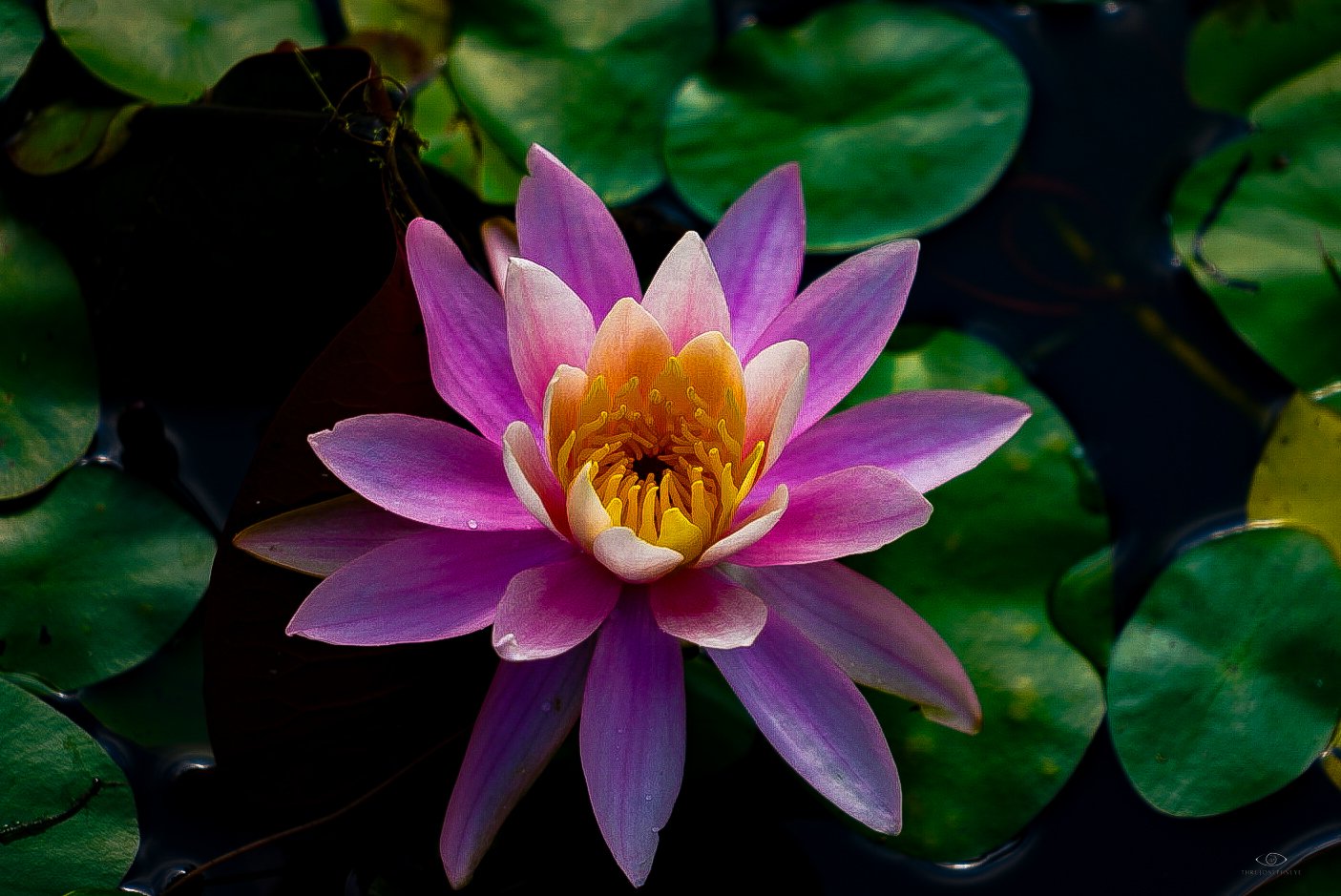 Lotus Flower 3 7.10.25.jpg