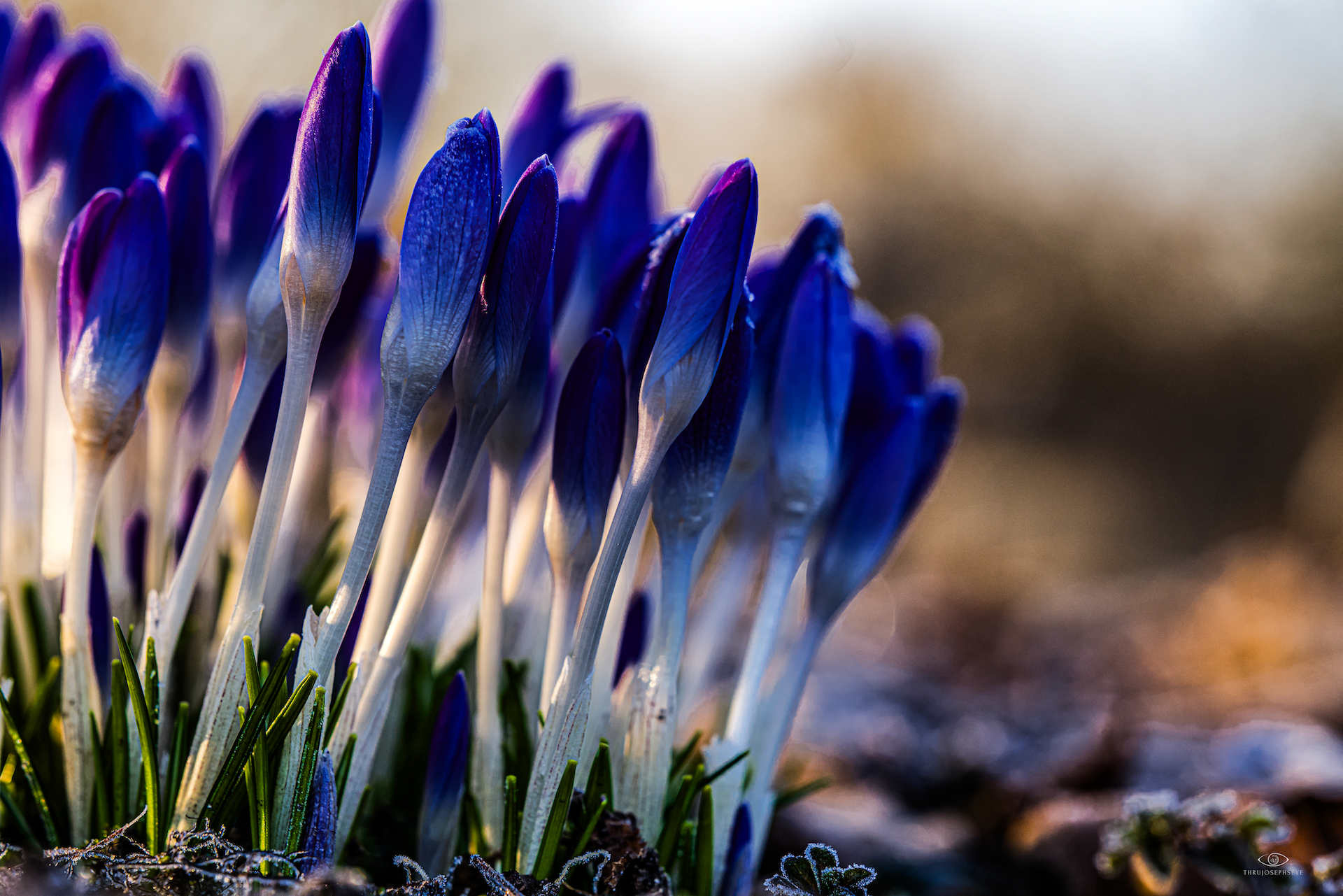 Crocuses in Morning Light
